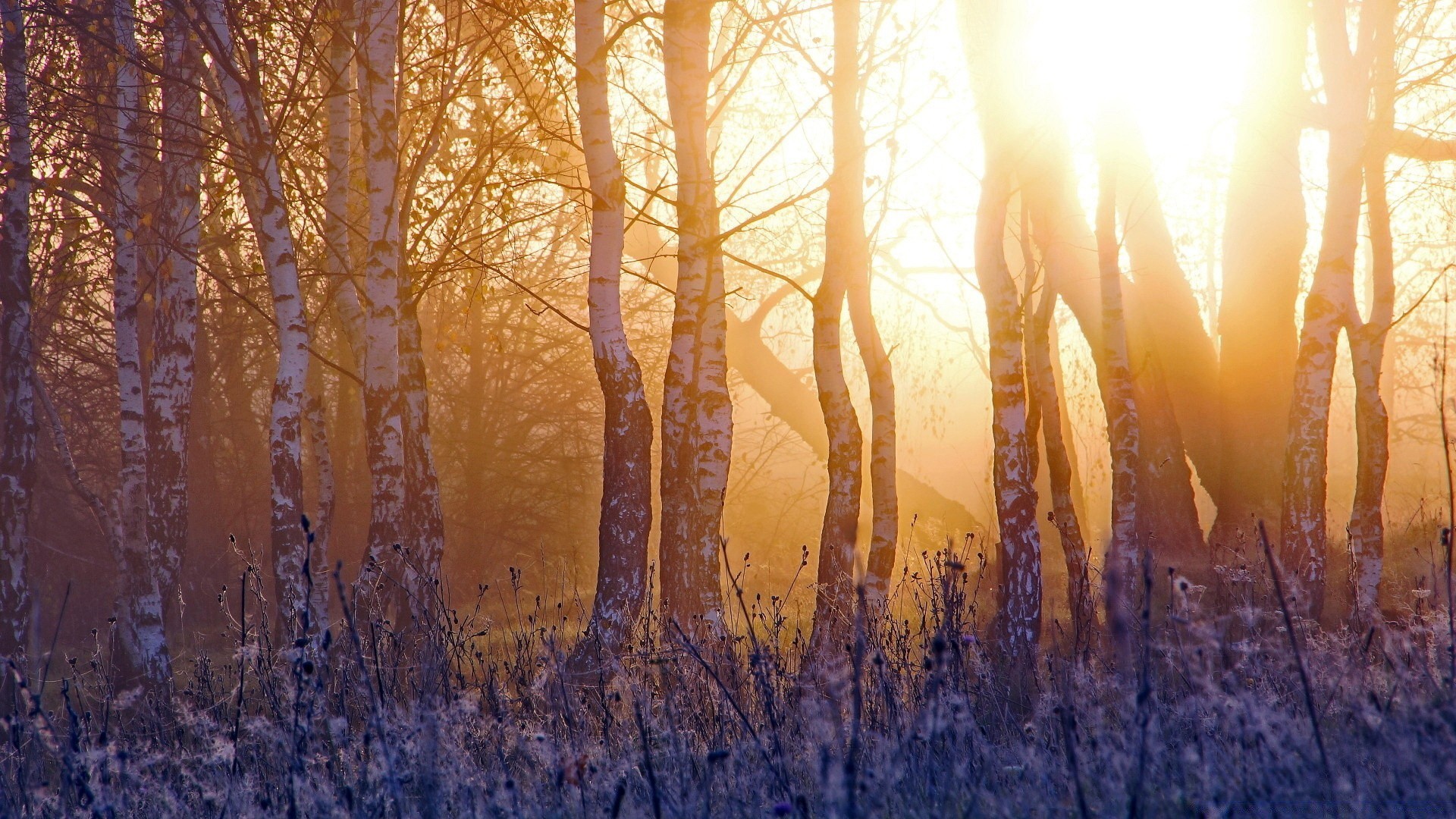 forest fall wood nature dawn season tree landscape gold desktop fair weather sun winter bright leaf rural outdoors color weather snow