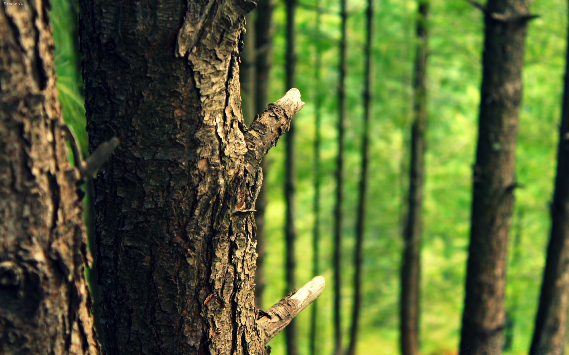 drewno leśne drewno natura kora trunk leaf środowisko zewnętrzne flora wzrost dziennik pulpit dąb sezon letni park