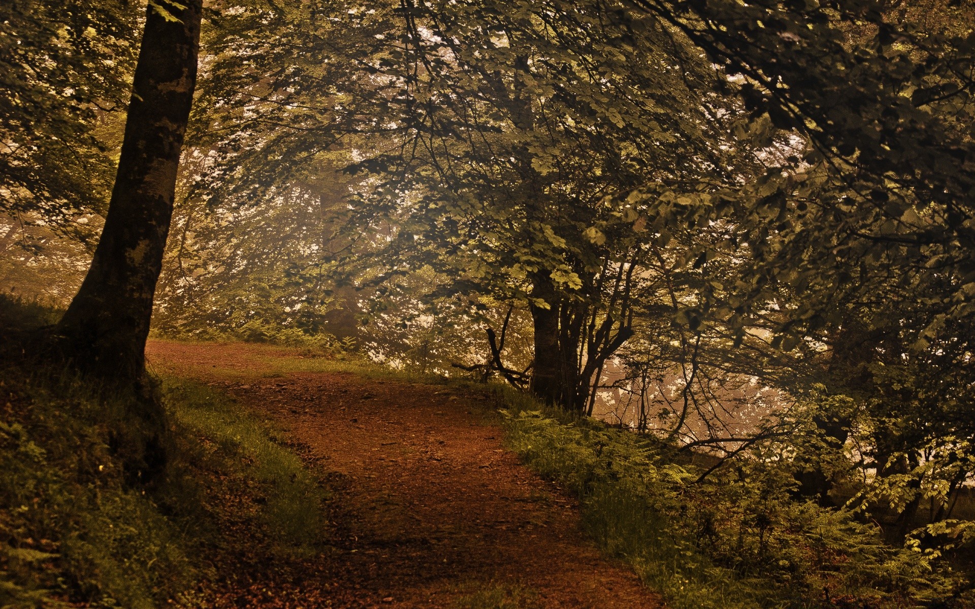 forêt arbre bois paysage nature automne parc feuille environnement extérieur lumière bureau ombre branche manuel