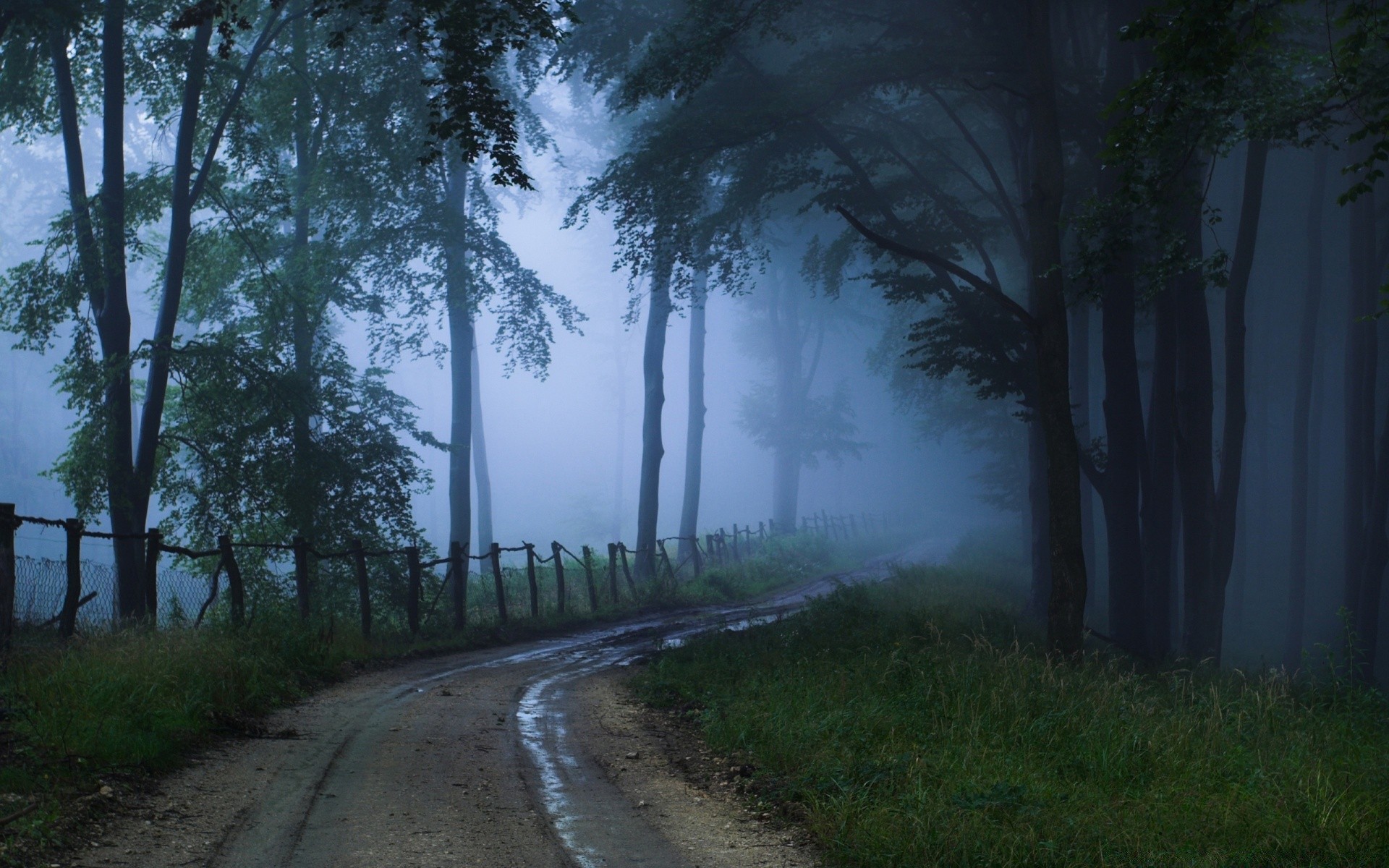 bosque niebla árbol niebla carretera amanecer paisaje madera naturaleza guía luz al aire libre sol buen tiempo otoño neblina hoja parque sombra viajes