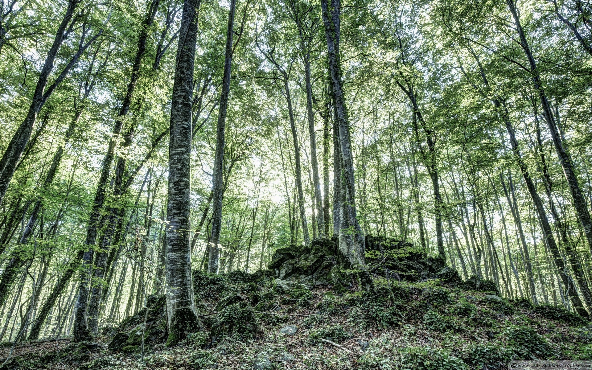 orman ahşap doğa manzara ağaç yaprak güzel hava park çevre güneş flora yemyeşil şube sezon şafak vakti manzara doğal yaz büyüme yol gövde