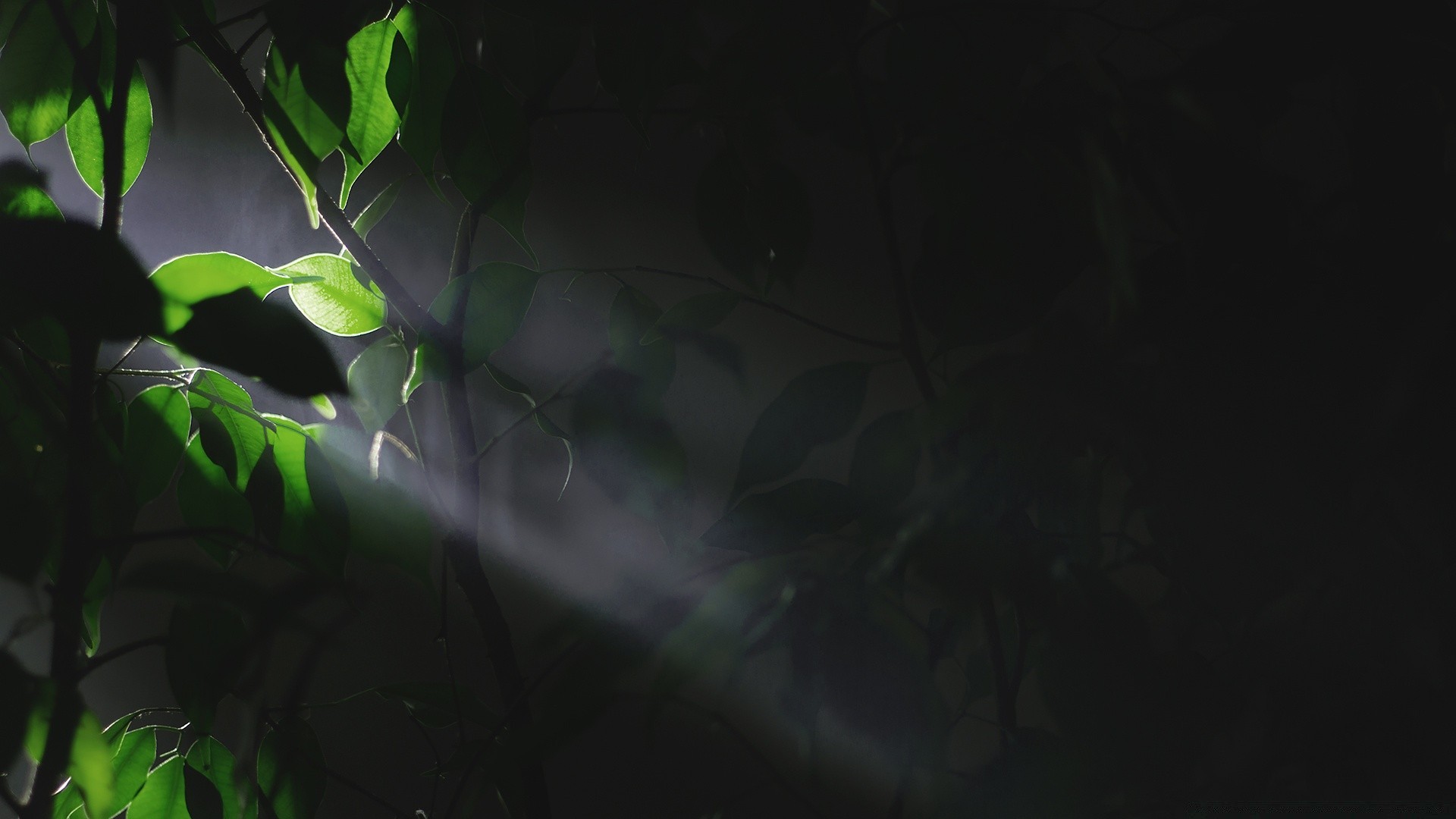 forest rain light backlit leaf tree abstract nature wood blur garden environment desktop outdoors dawn color flora