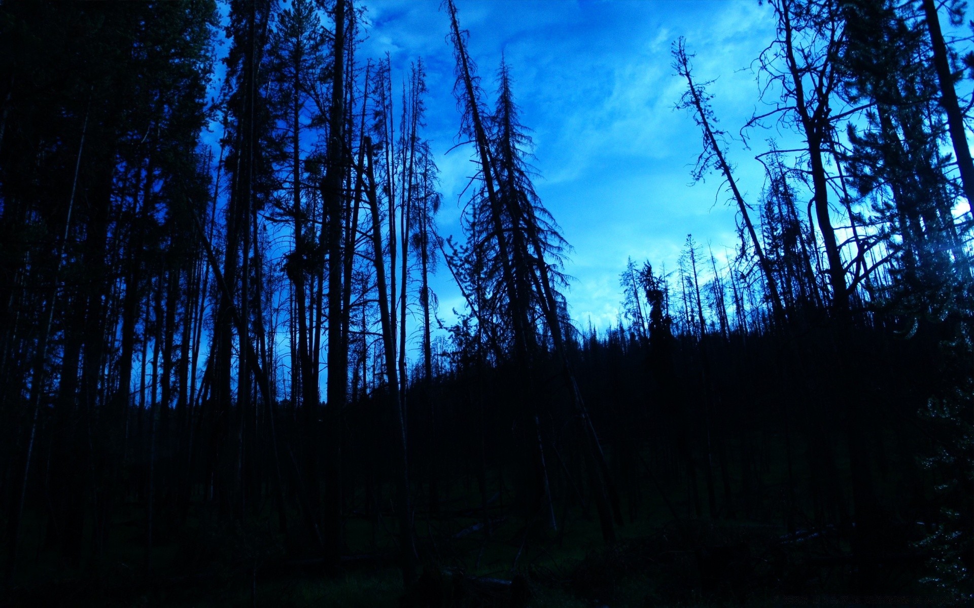 forest wood nature tree outdoors dawn landscape sun sunset conifer evening sky light fair weather