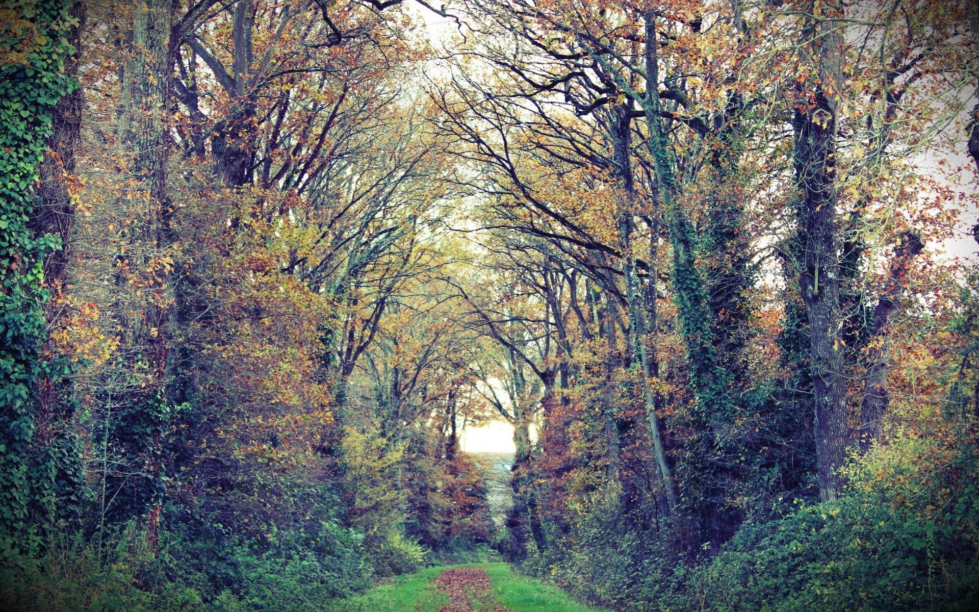 forest tree fall wood leaf nature landscape park season scenic outdoors environment dawn scenery fog fair weather countryside rural flora mist