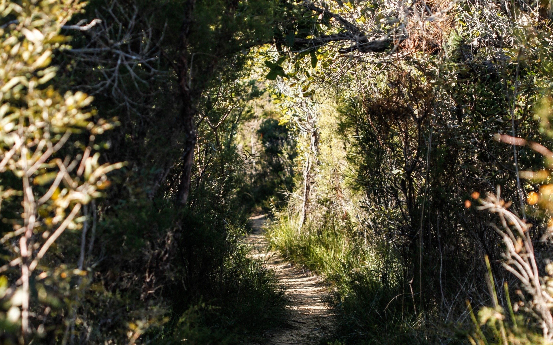 las natura drewno drzewo krajobraz na zewnątrz flora liść wzrost środowisko lato dobra pogoda park podróże oddział