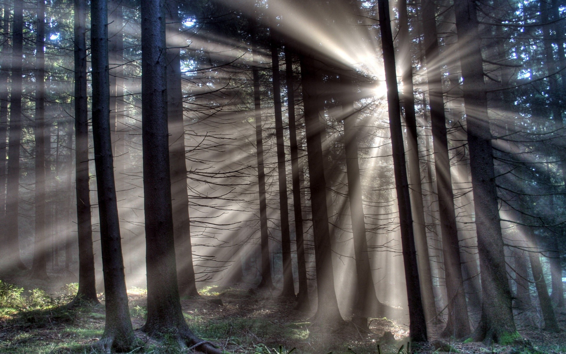 foresta nebbia legno nebbia natura alba luce paesaggio sole albero sunbim autunno bel tempo foglia prospettiva ambiente