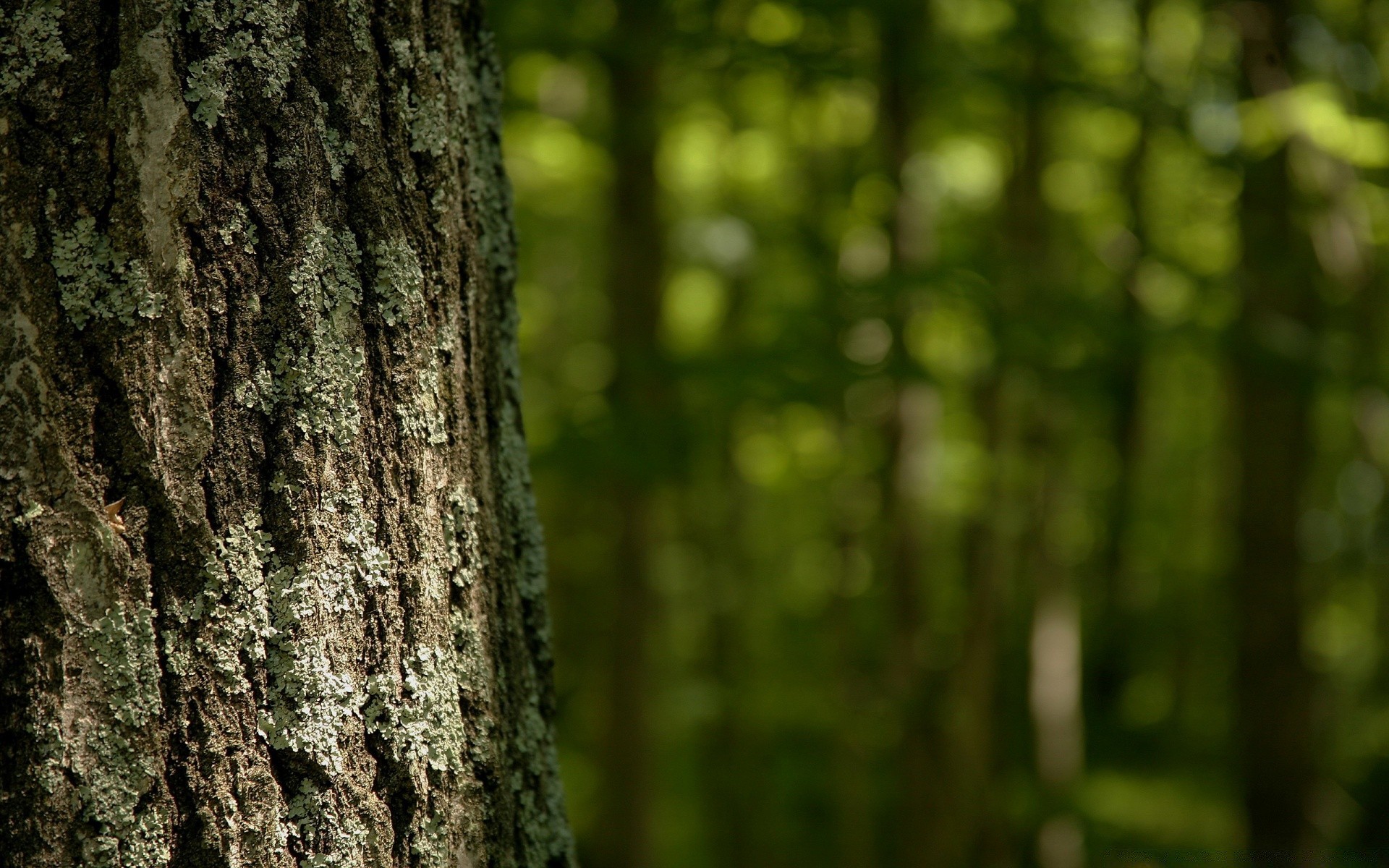 forêt arbre bois nature écorce feuille tronc à l extérieur croissance mousse parc résumé texture flore été beau temps environnement bureau automne lumière