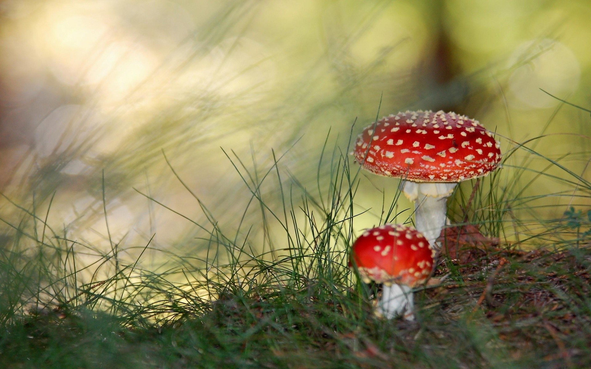 forêt champignon herbe champignon nature automne champignon à l extérieur sauvage nourriture saison croissance bois flore poison été foin couverture feuille