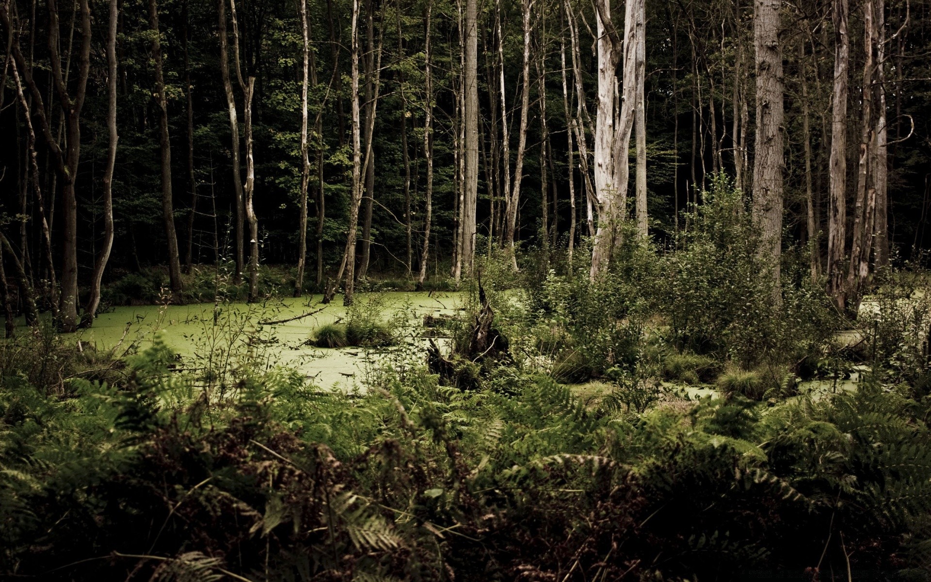 orman ahşap ağaç manzara doğa çevre yaprak açık havada flora doğal park iğne yapraklı ışık gün ışığı yosun seyahat vahşi