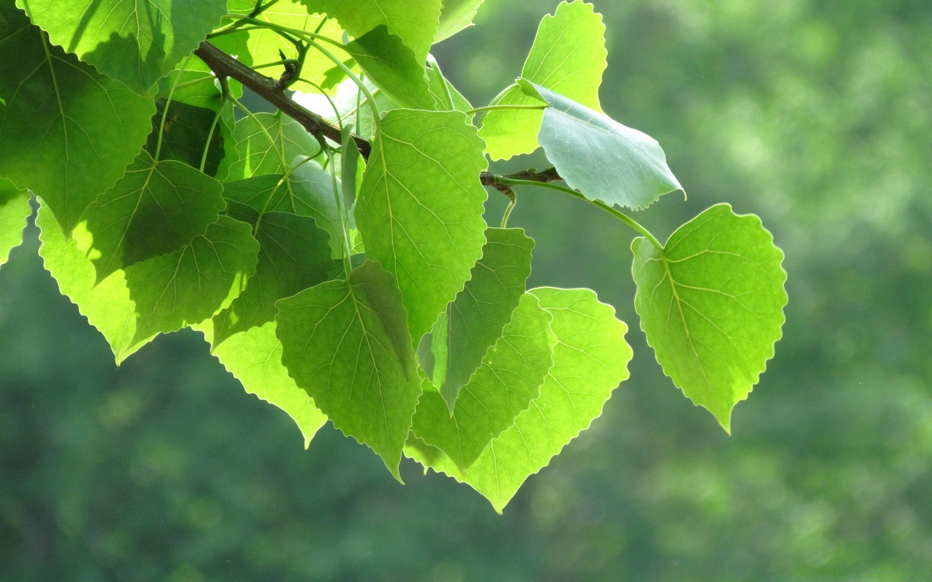 foresta foglia natura flora crescita lussureggiante estate ambiente albero bel tempo all aperto vite legno luminoso ramo giardino ecologia