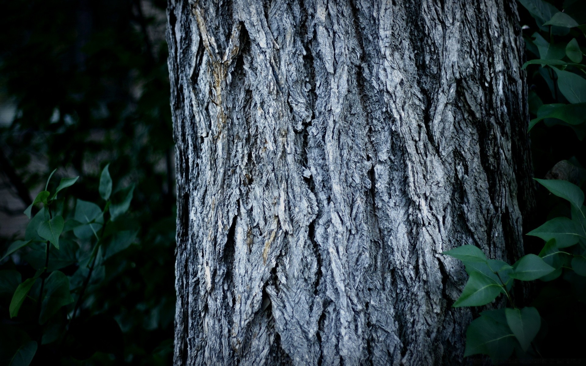 forest tree wood bark texture nature trunk outdoors desktop leaf old park oak log flora environment pine