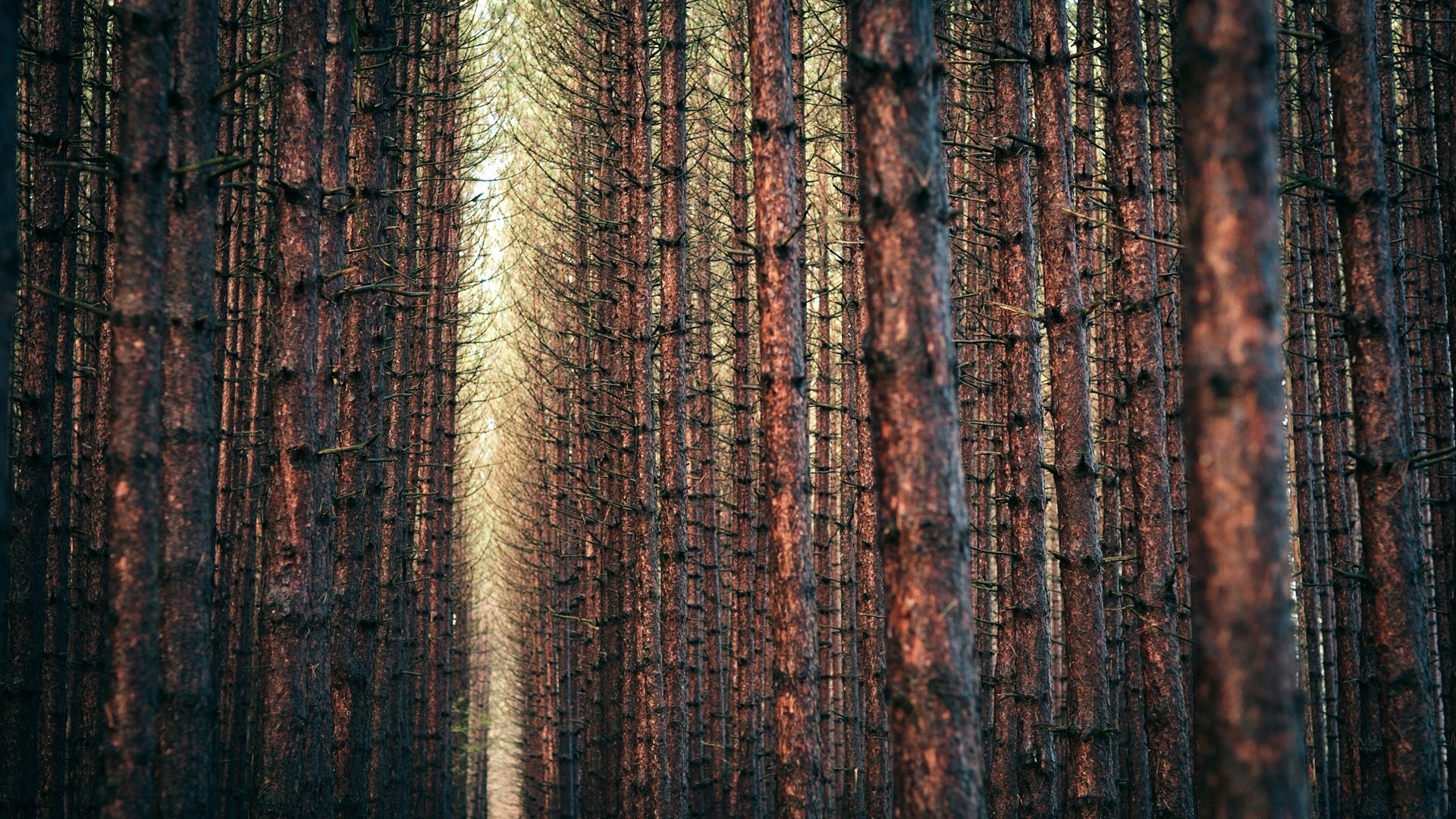 forest desktop texture old pattern abstract wood rough fabric dirty wallpaper design wall dark