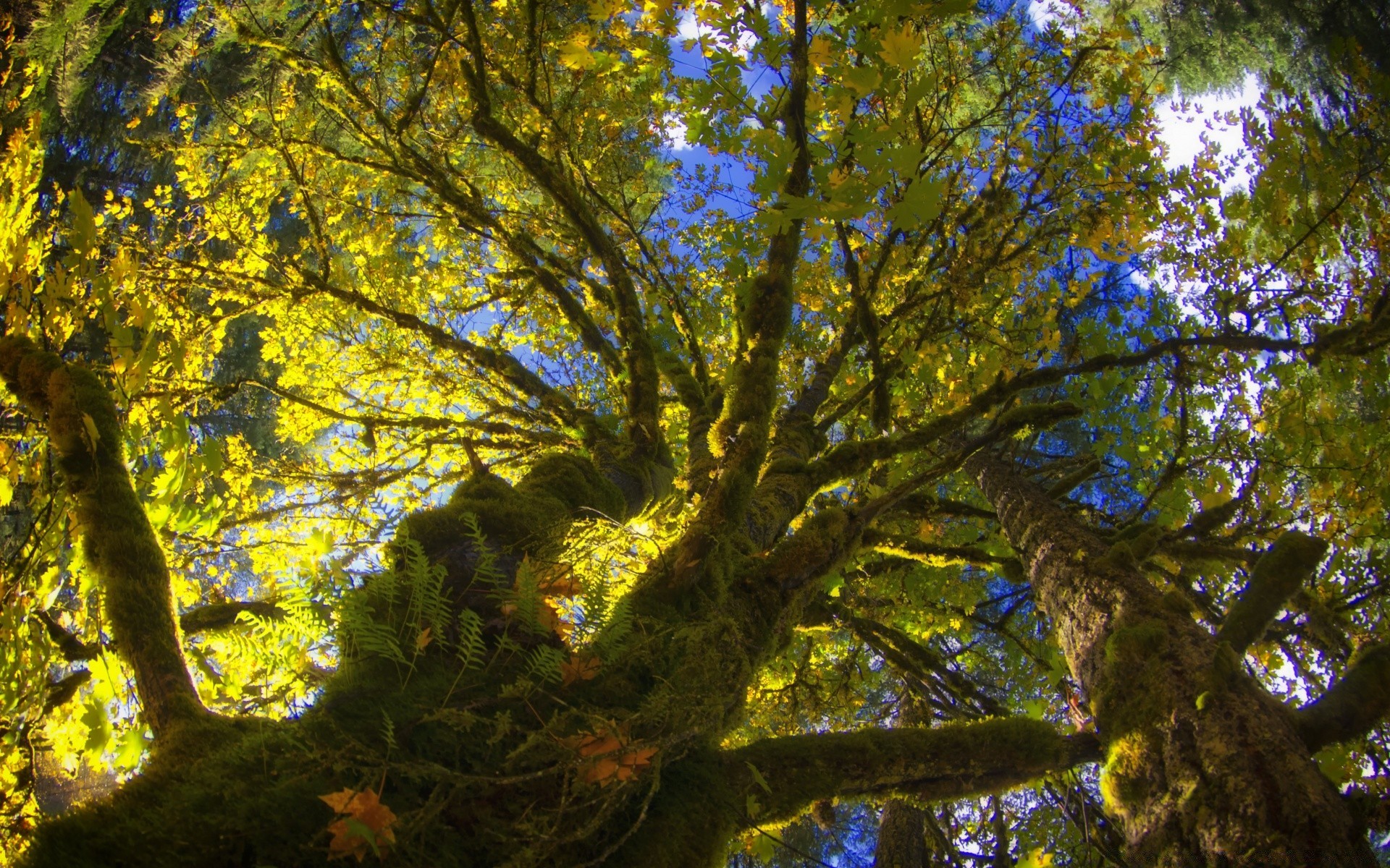 floresta árvore madeira folha outono paisagem ramo parque natureza luz do dia ambiente temporada ao ar livre bom tempo cênica tronco sol luz retroiluminado cor