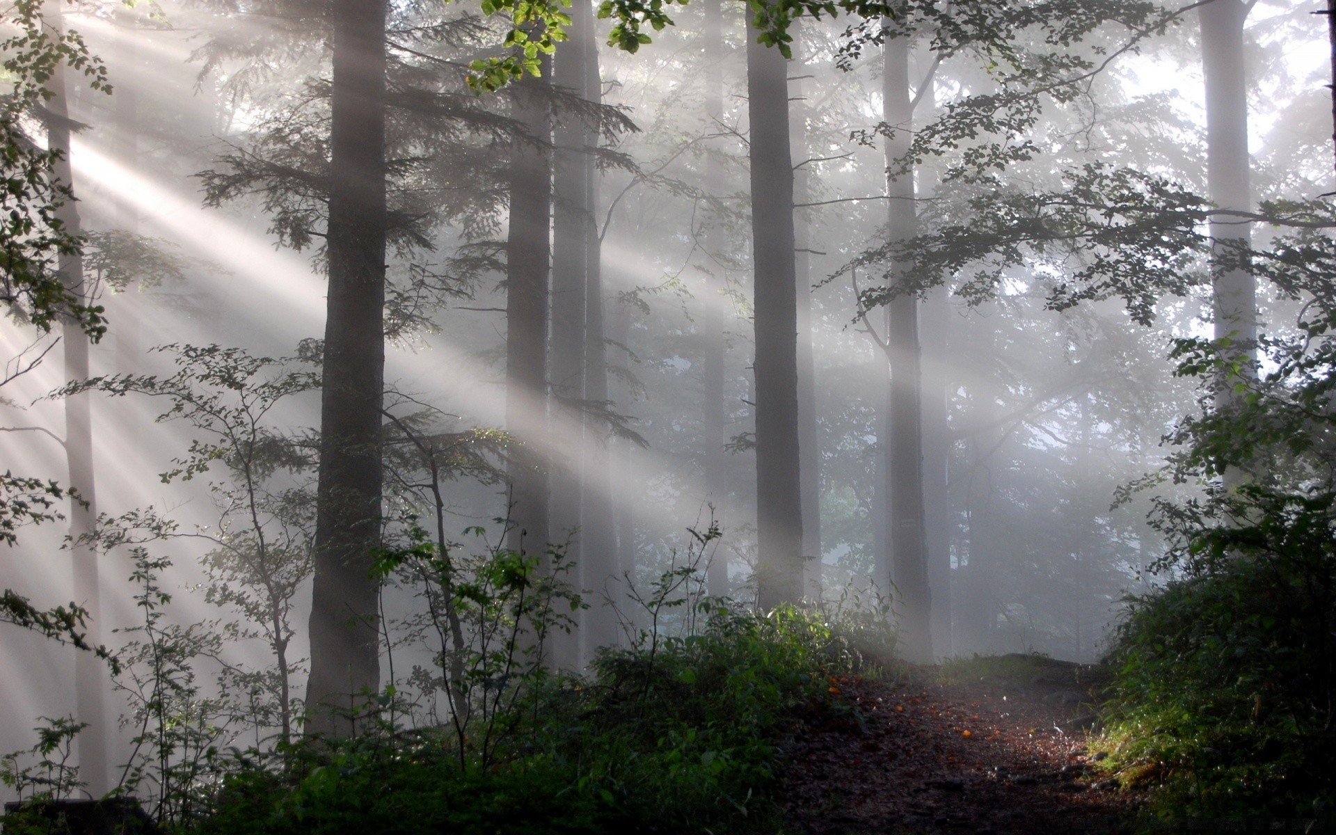 bosque niebla niebla naturaleza madera madera amanecer paisaje neblina al aire libre hoja otoño parque buen tiempo medio ambiente lluvia