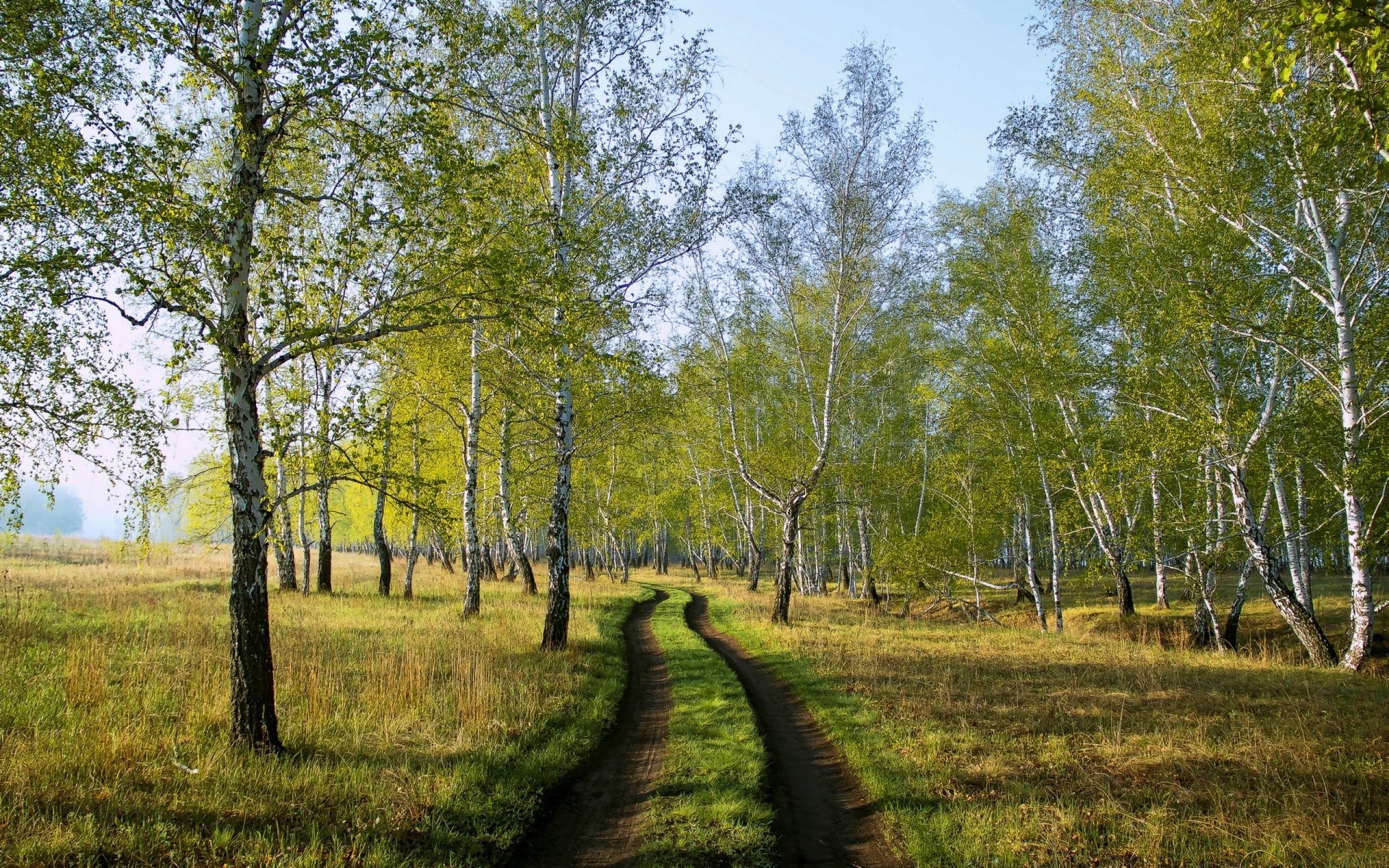 forest landscape tree wood nature rural leaf season fall grass countryside scene scenery country scenic fair weather environment park outdoors sight