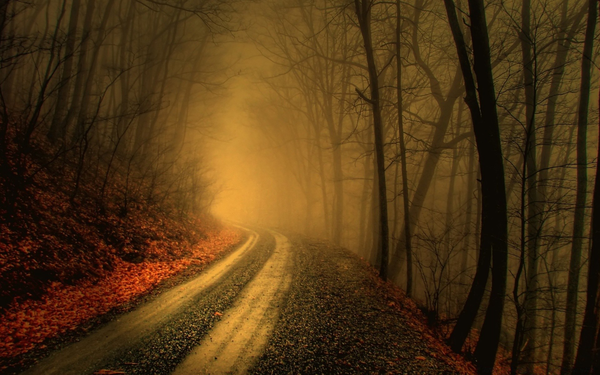 foresta nebbia nebbia strada paesaggio legno albero alba autunno scuro manuale luce inverno