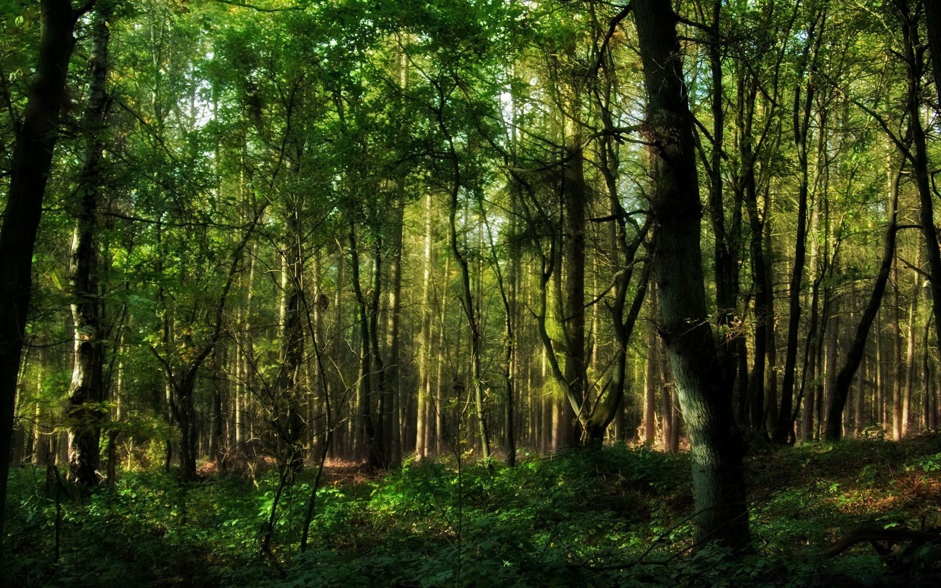 las drewno natura krajobraz drzewo dobra pogoda liść słońce sunbeam bujne środowiska park świt wzrost krajobrazy sceniczny sezon jesień flora światło