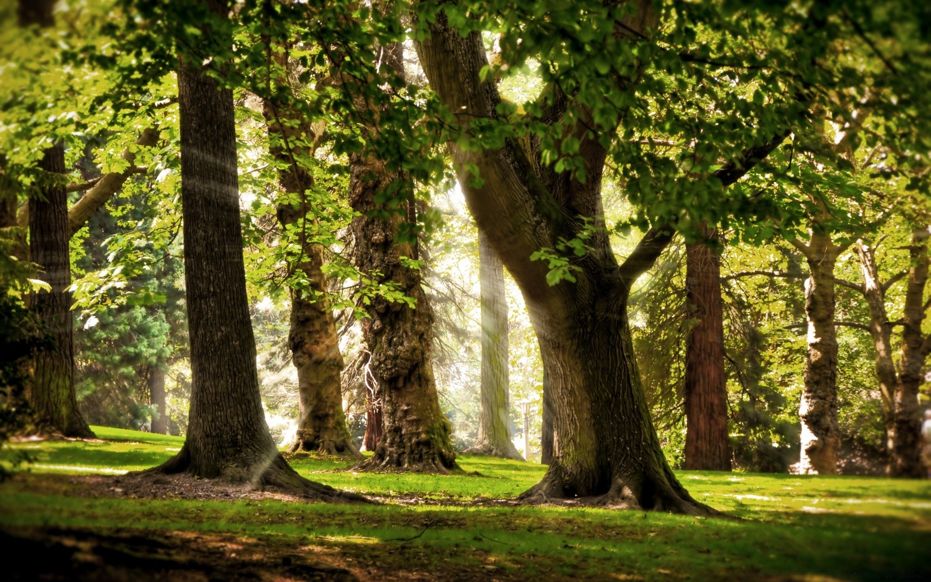 wald baum natur holz landschaft blatt park im freien gras führer gutes wetter sommer sonne üppig dämmerung landschaftlich umwelt herbst