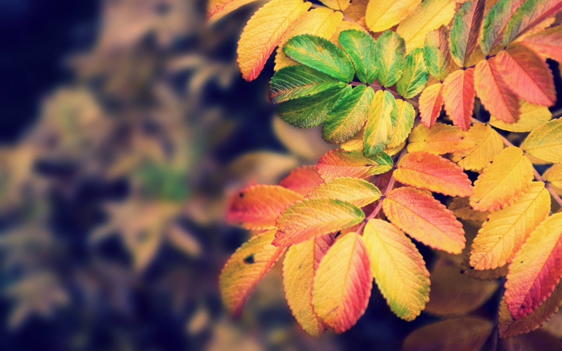 forest leaf fall nature bright season flora color outdoors desktop close-up tree vibrant maple growth texture garden beautiful lush park