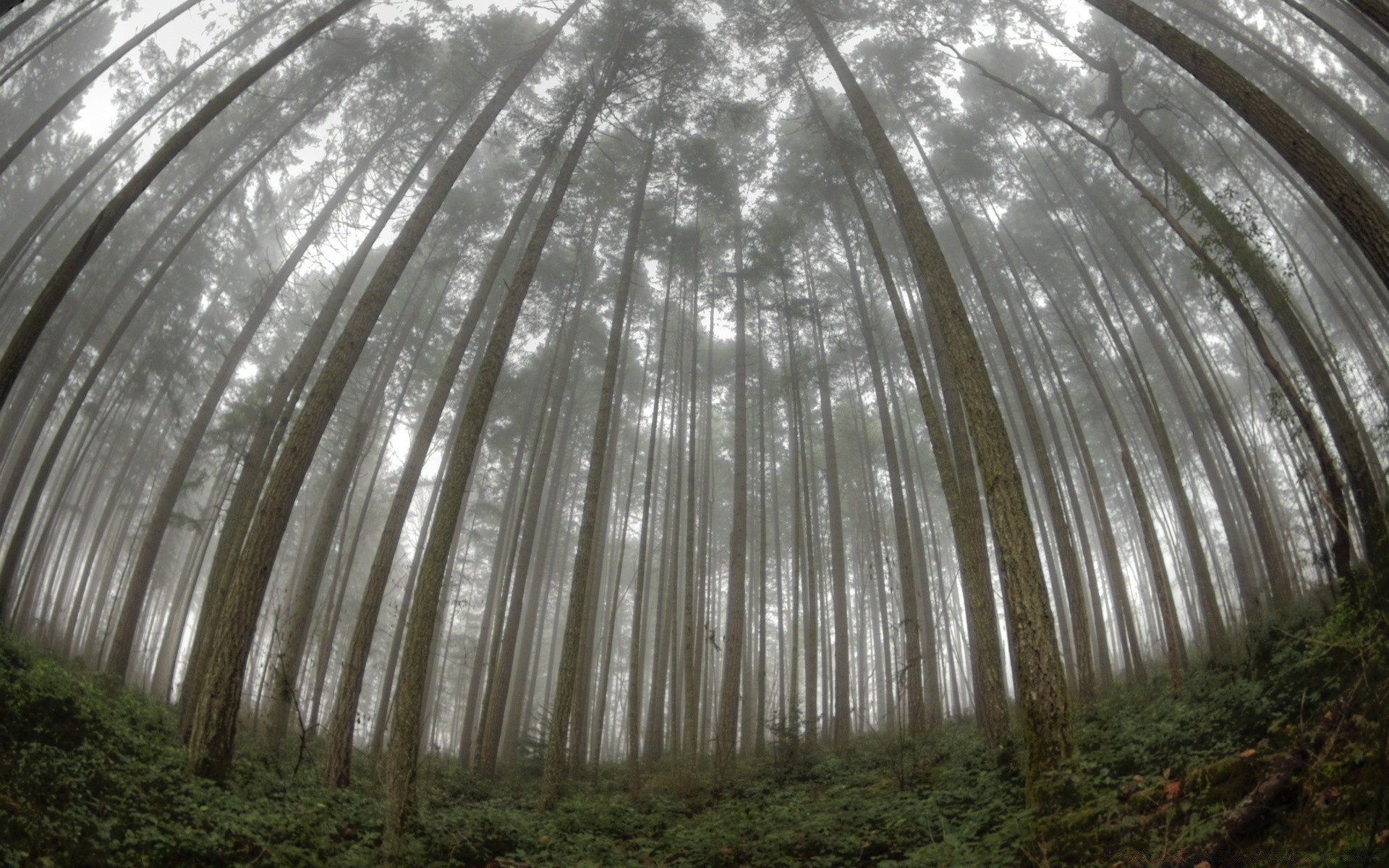 森林 树 自然 叶 光 植物群