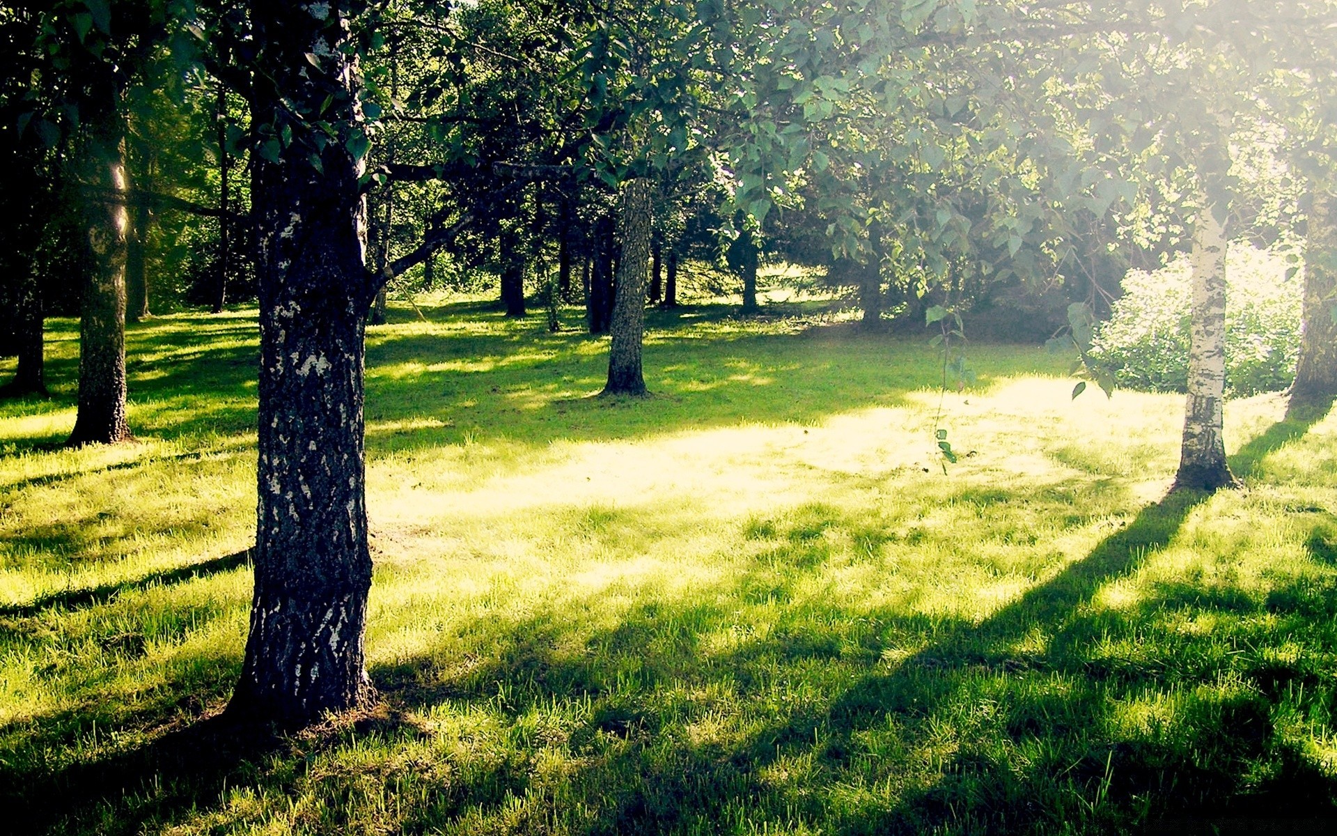 forêt paysage arbre nature herbe bois parc environnement été saison beau temps pittoresque luxuriante foin flore soleil feuille paysage à l extérieur aube lumineux