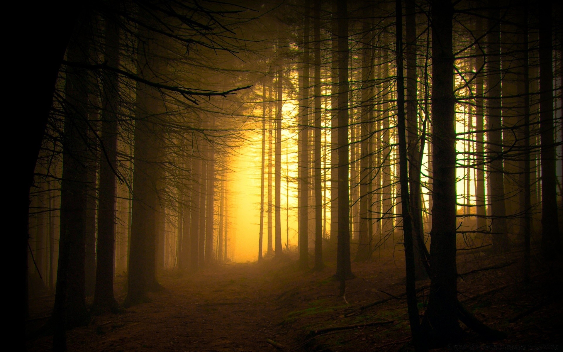 floresta luz escuro sombra sol névoa assustador paisagem mistério