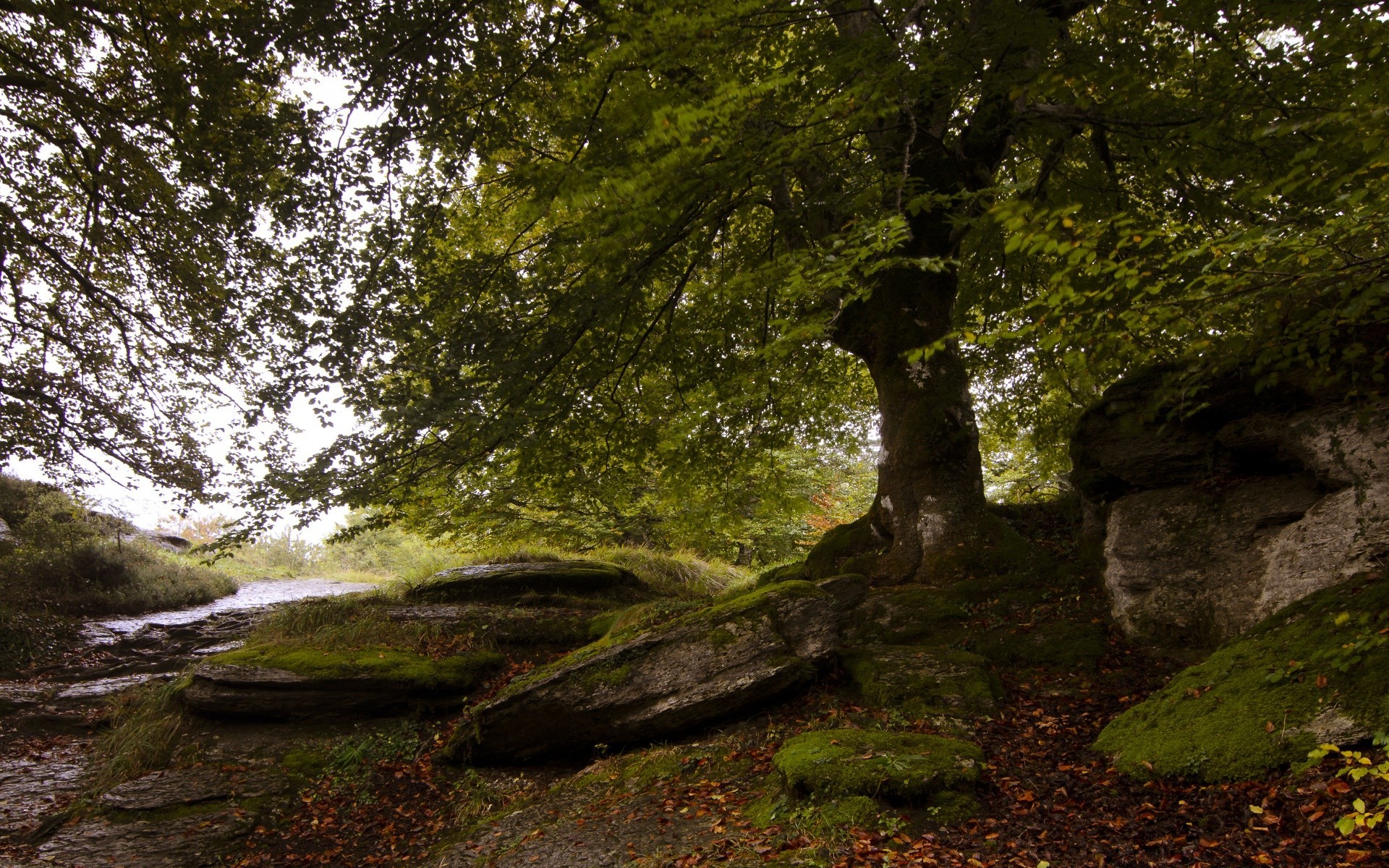 forest landscape nature moss tree wood leaf park water fall scenic outdoors environment travel rock river light summer flora fair weather