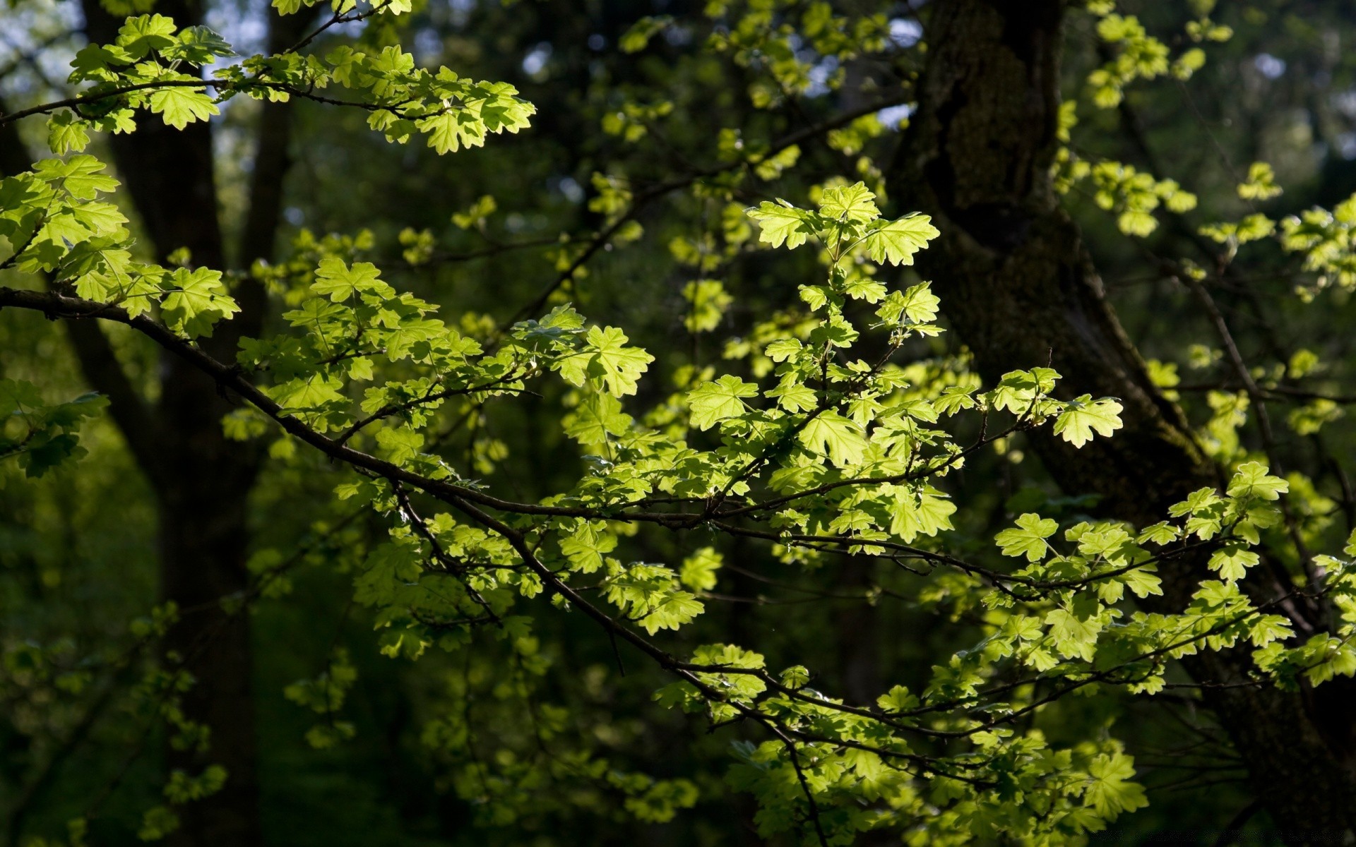 floresta árvore folha natureza crescimento madeira ramo ao ar livre parque temporada ambiente flora bom tempo brilhante sol paisagem verão exuberante luz do dia