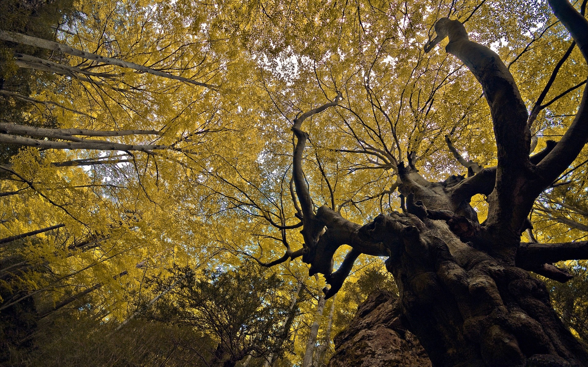 forest tree fall wood leaf landscape nature outdoors park branch environment season dawn light water daylight winter trunk