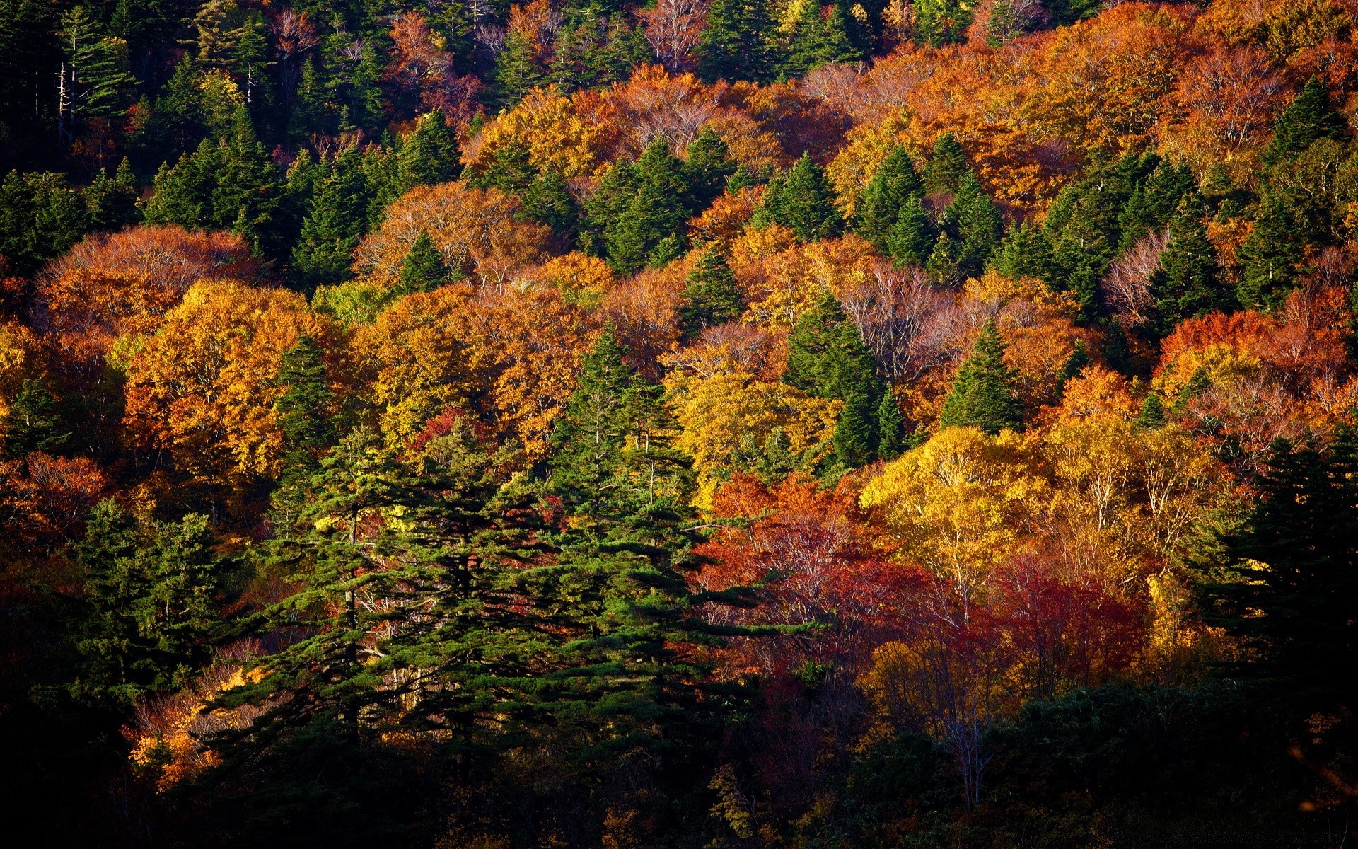 forest fall leaf tree landscape nature wood outdoors scenic daylight park maple season travel environment