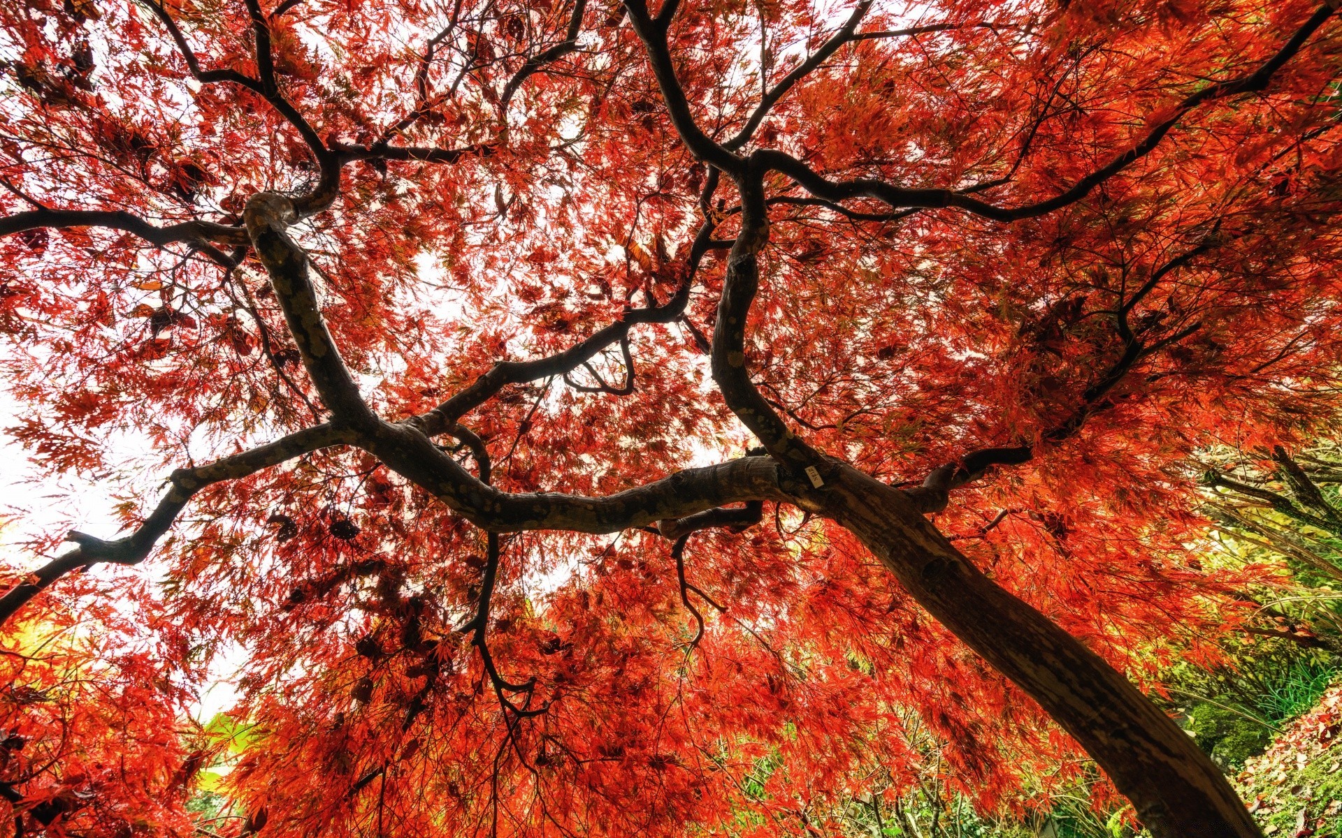 las jesień liść drzewa sezon oddział klon natura park krajobraz drewno zmiana na zewnątrz żywy wzrost flora dobra pogoda scena środowa