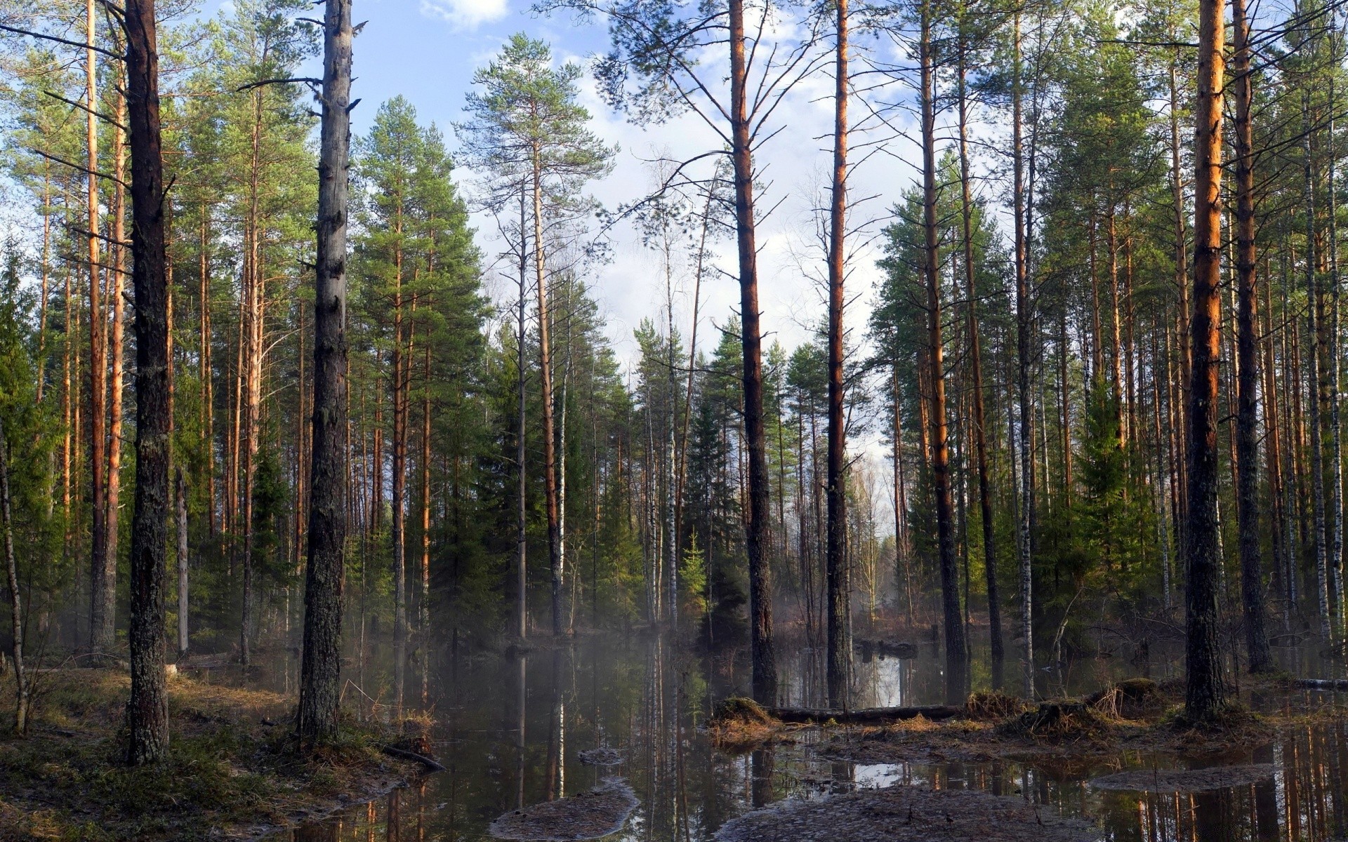 las drewno natura drzewo krajobraz iglaste na zewnątrz evergreen sosna środowisko dziki liść dobra pogoda park jesień świt sceniczny słońce woda mgła