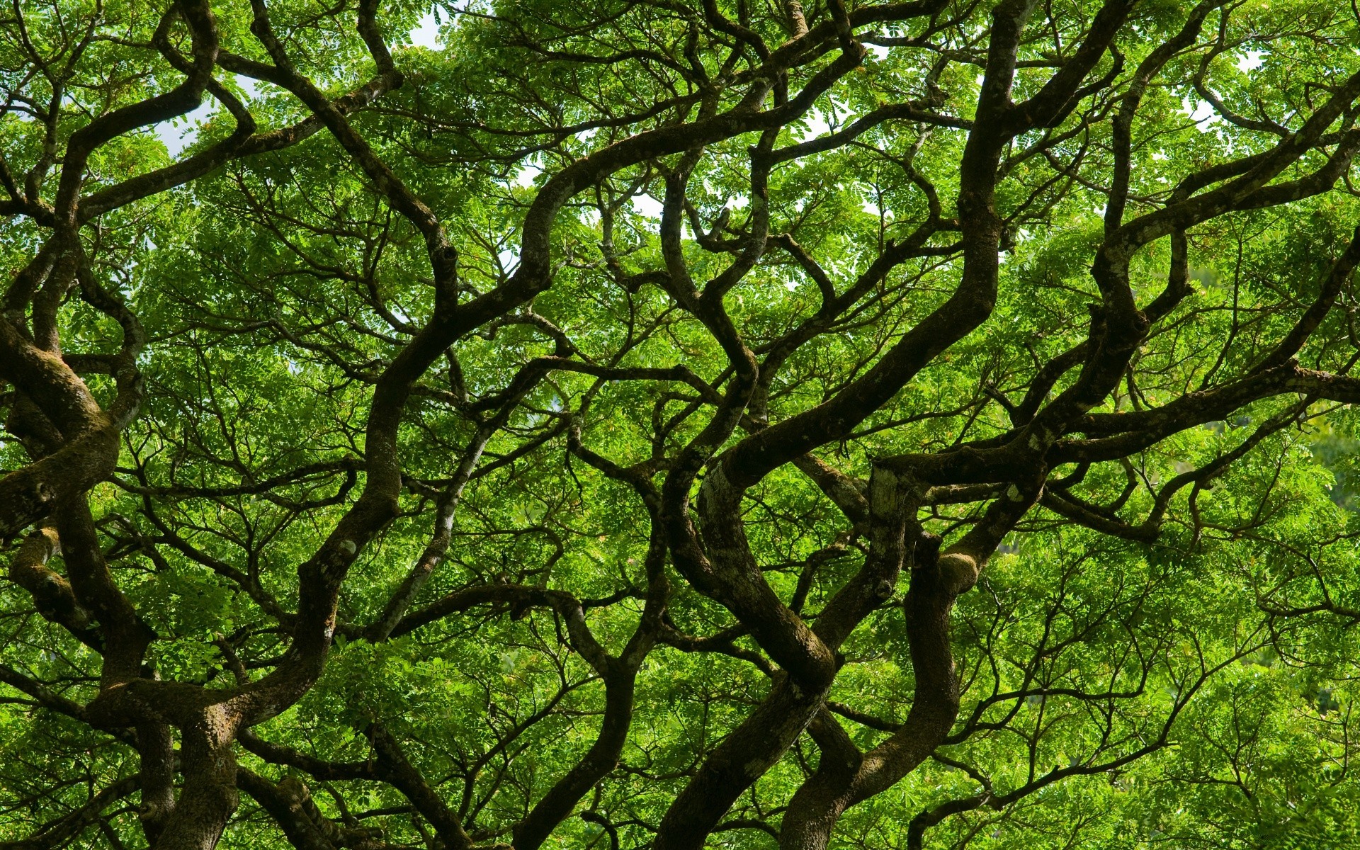 floresta árvore madeira natureza paisagem folha ramo parque ambiente crescimento casca tronco flora carvalho temporada bom tempo verão sol brilhante exuberante