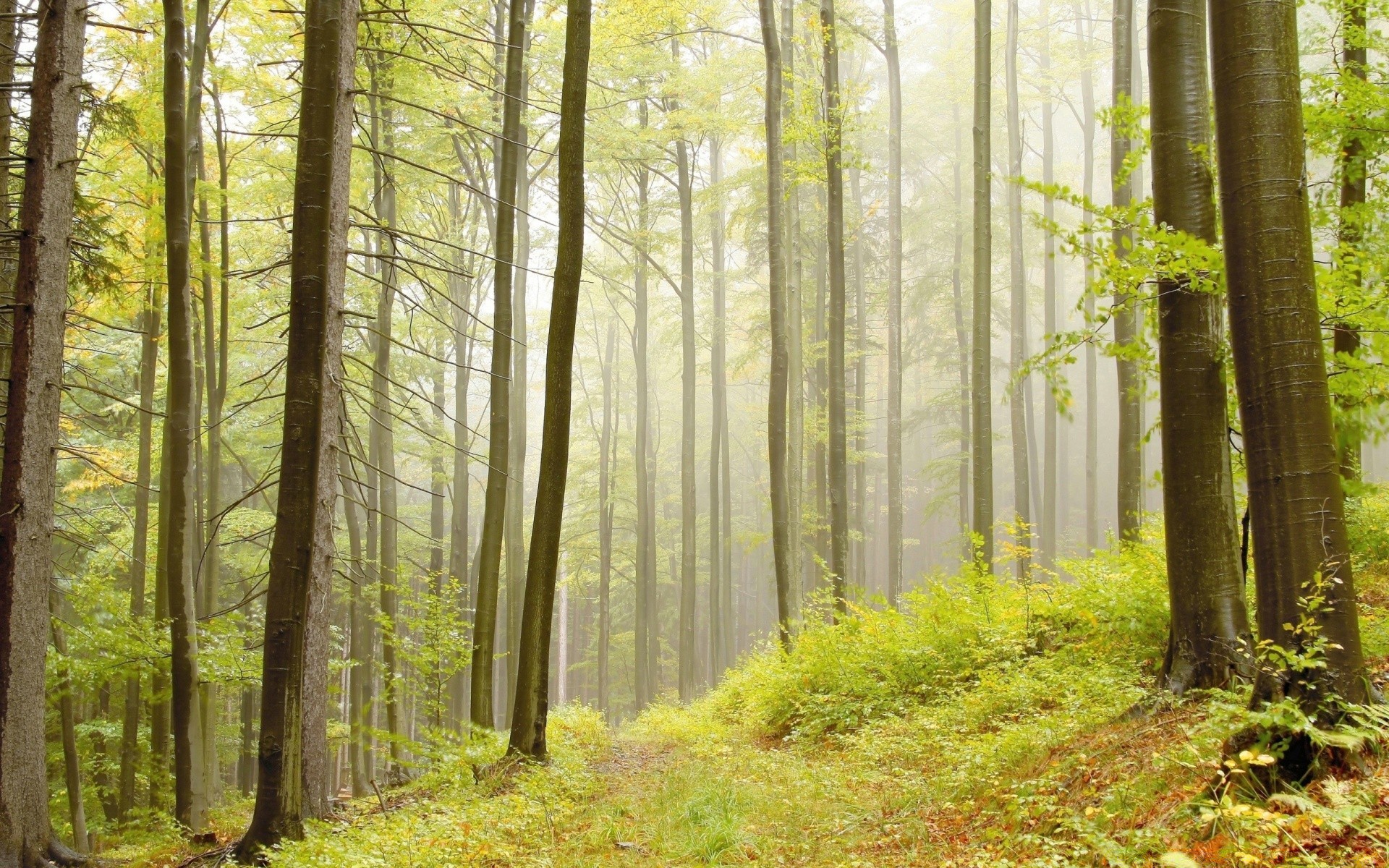 las drewno mgła natura liść mgła sunbeam drzewo krajobraz świt jesień dobra pogoda park słońce buk środowisko bujny bagażnik sezon wieś malowniczy