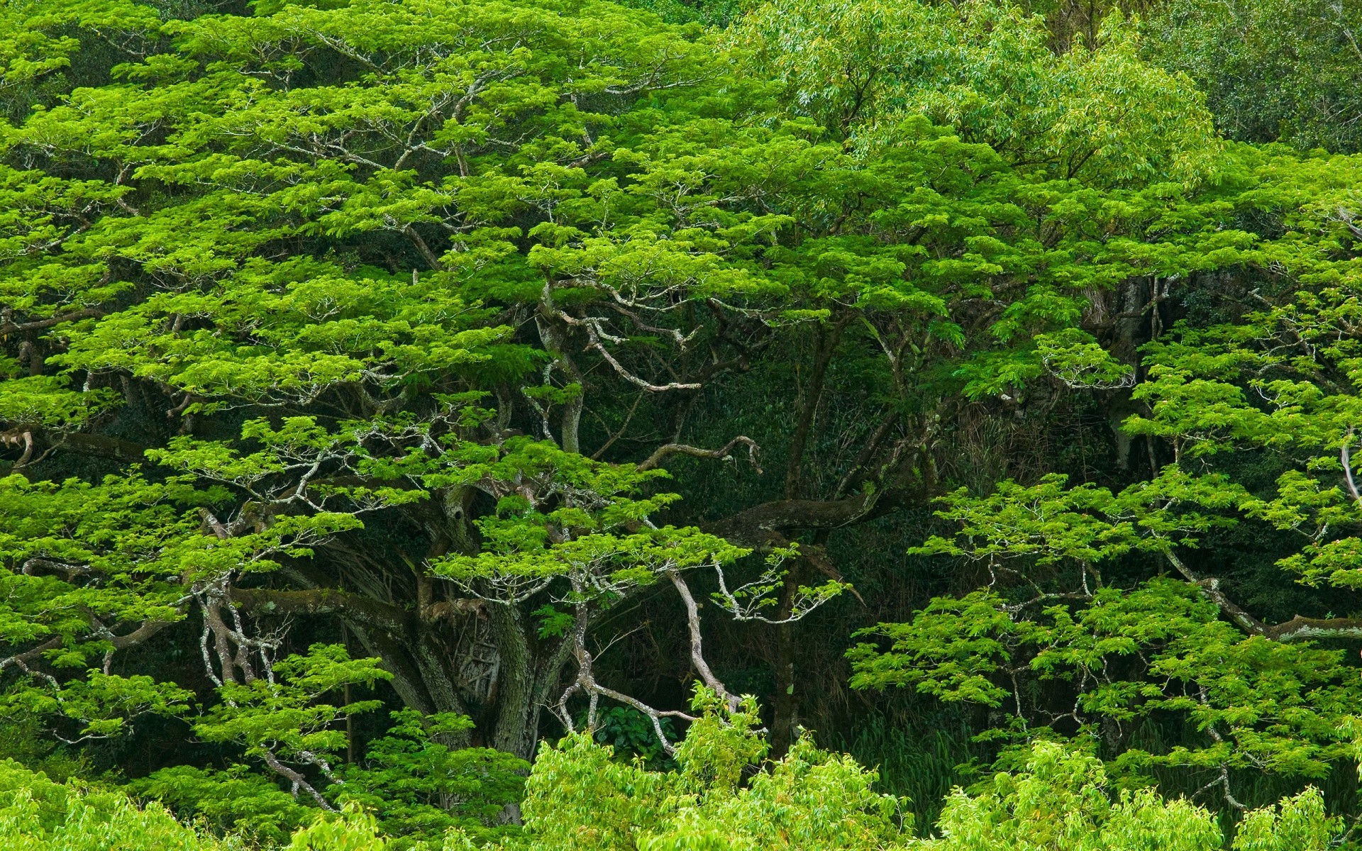 forest nature wood tree landscape travel leaf environment flora growth mountain lush outdoors park scenic summer scenery sight scene water