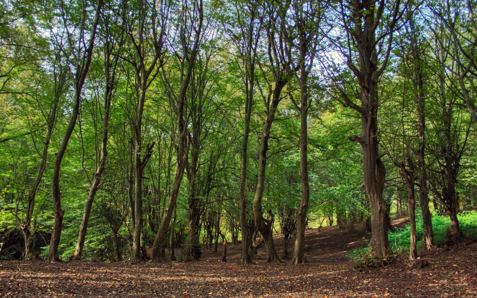 forêt bois paysage arbre nature feuille environnement beau temps luxuriante aube rural saison parc flore à l extérieur la croissance soleil scénique tronc scène