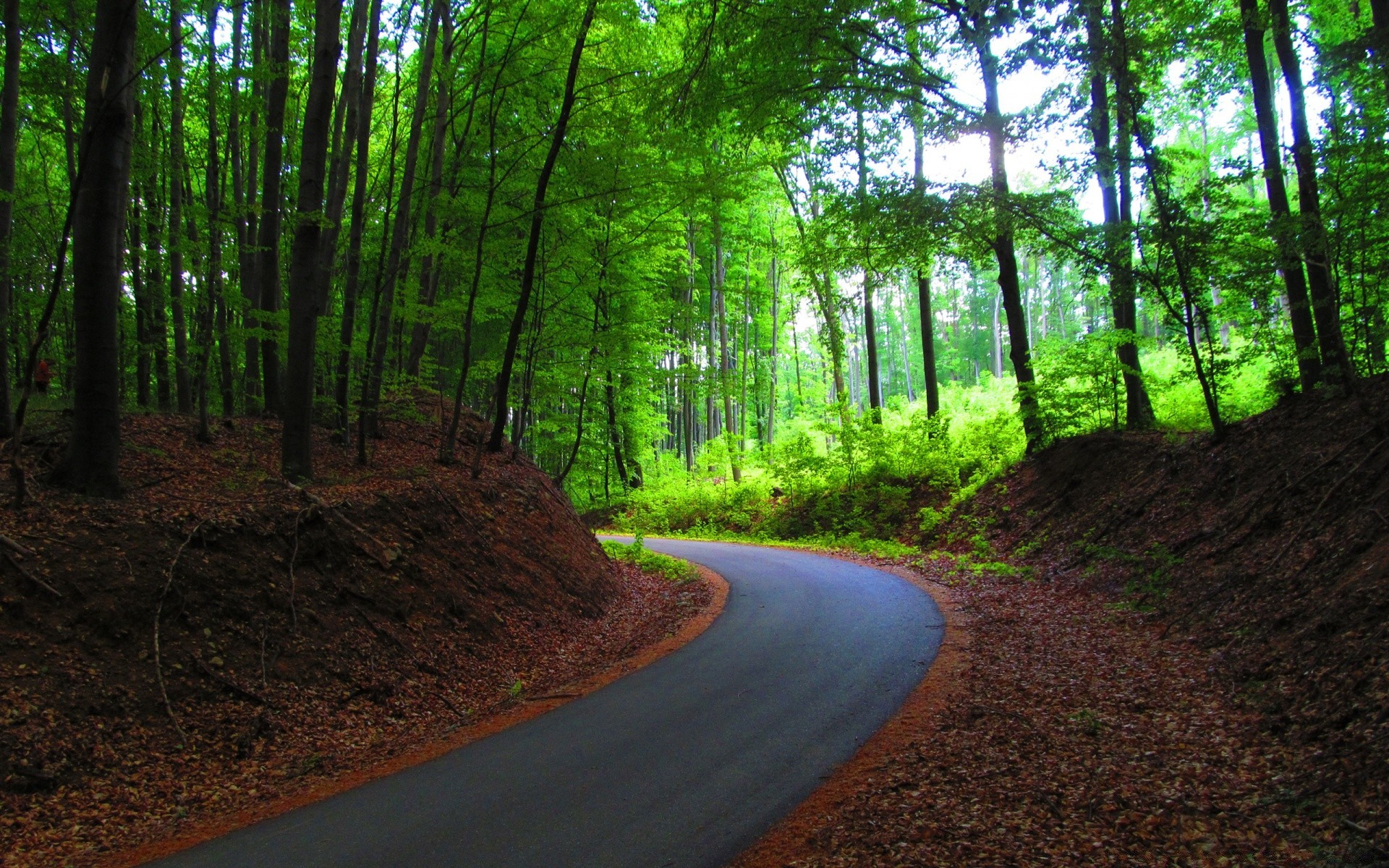 forêt route bois arbre paysage guide nature environnement parc feuille aube lumière du jour lumière