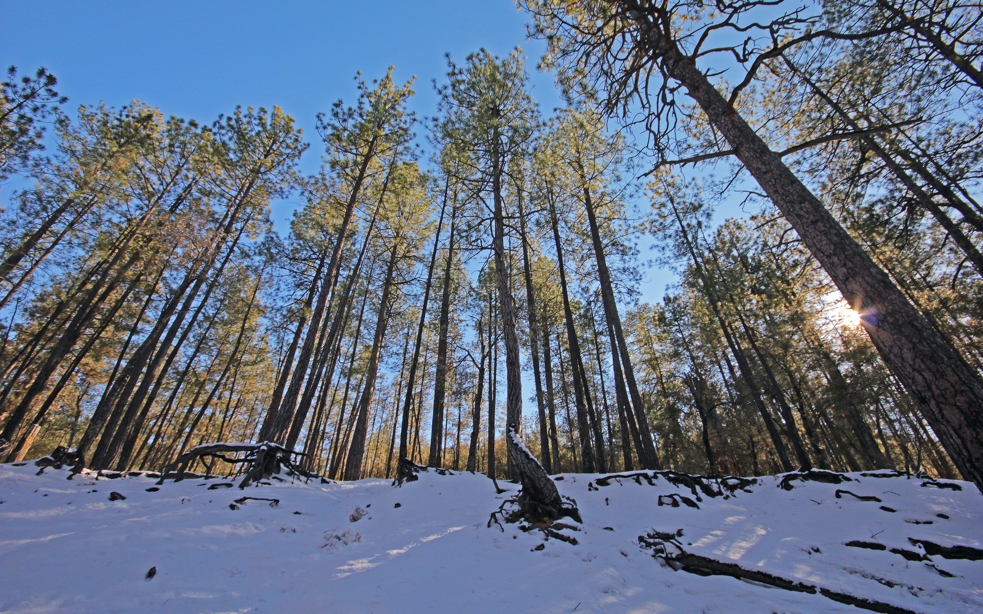 bosque árbol invierno naturaleza paisaje madera nieve temporada al aire libre frío buen tiempo rama tiempo cielo escarcha medio ambiente escénico pino parque congelado