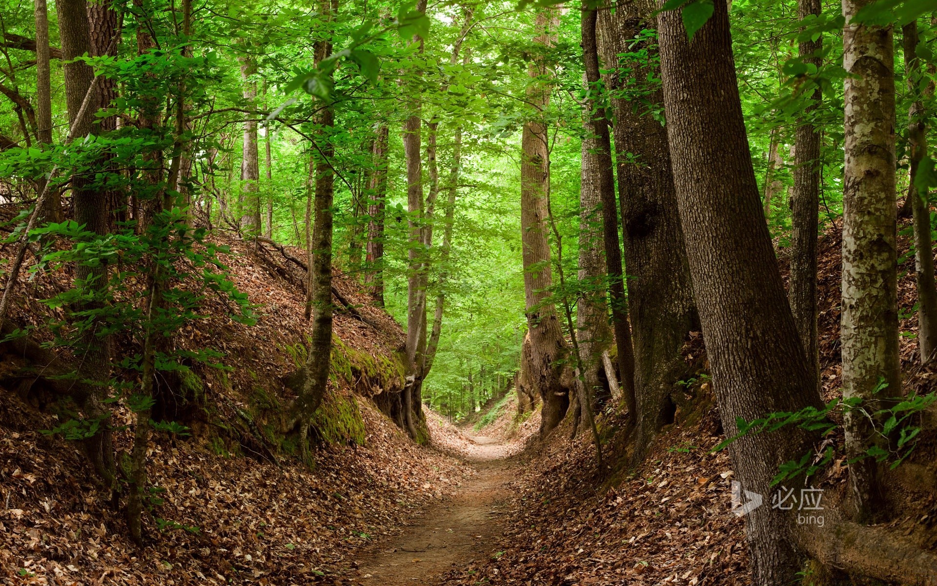 forest wood nature leaf tree landscape outdoors lush environment fair weather hike growth scenic park summer trail wild guidance flora