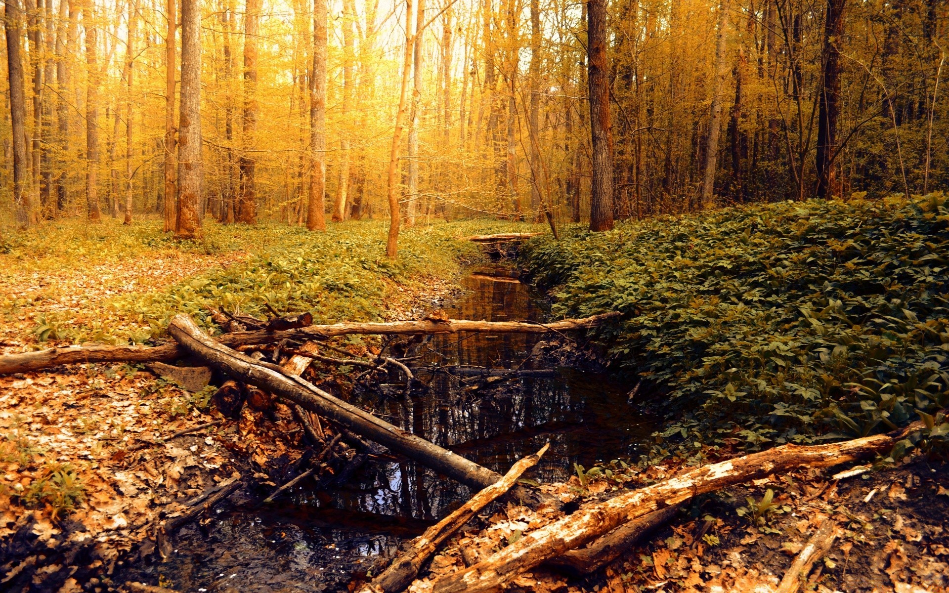 bosque madera árbol otoño hoja naturaleza medio ambiente al aire libre paisaje temporada parque agua luz luz del día buen tiempo rama revista escénico río