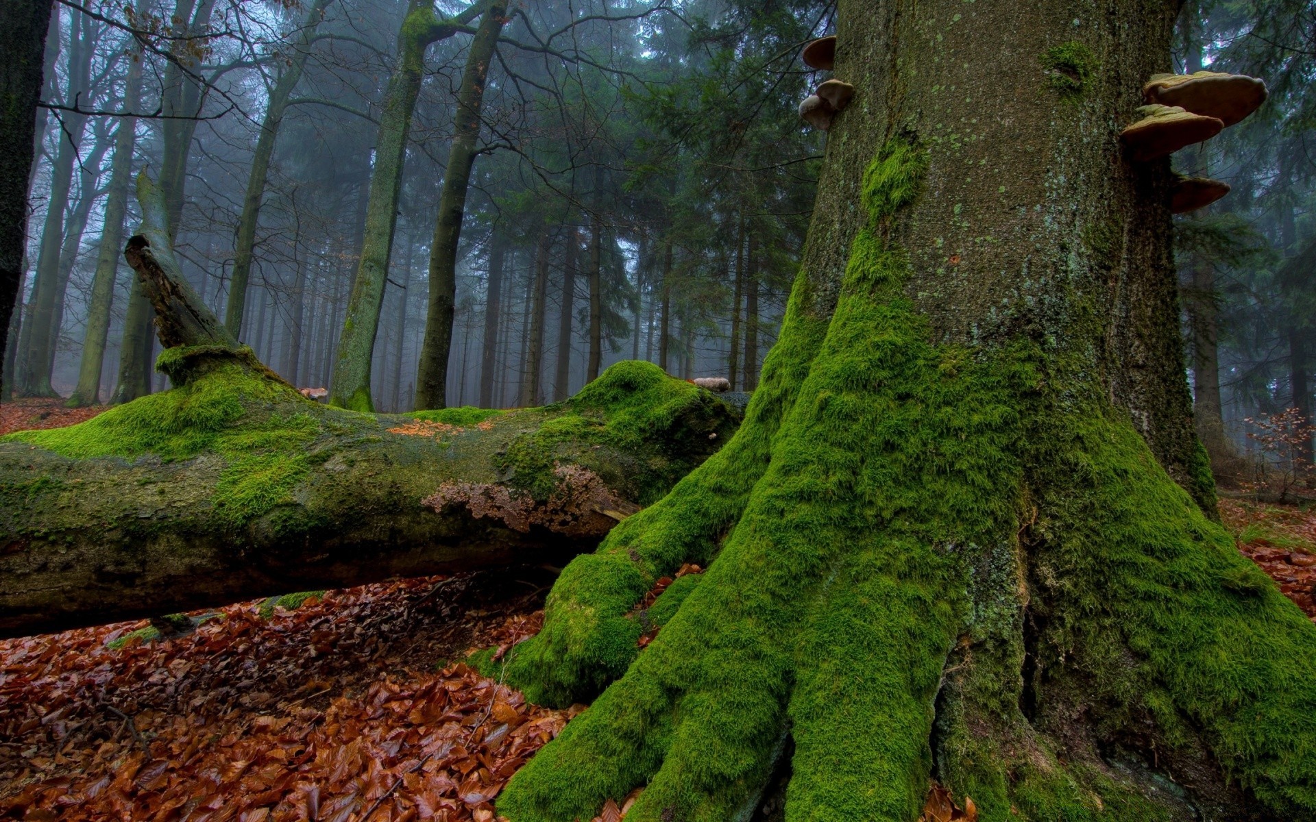 forest wood moss tree nature landscape leaf park outdoors fall light travel environment