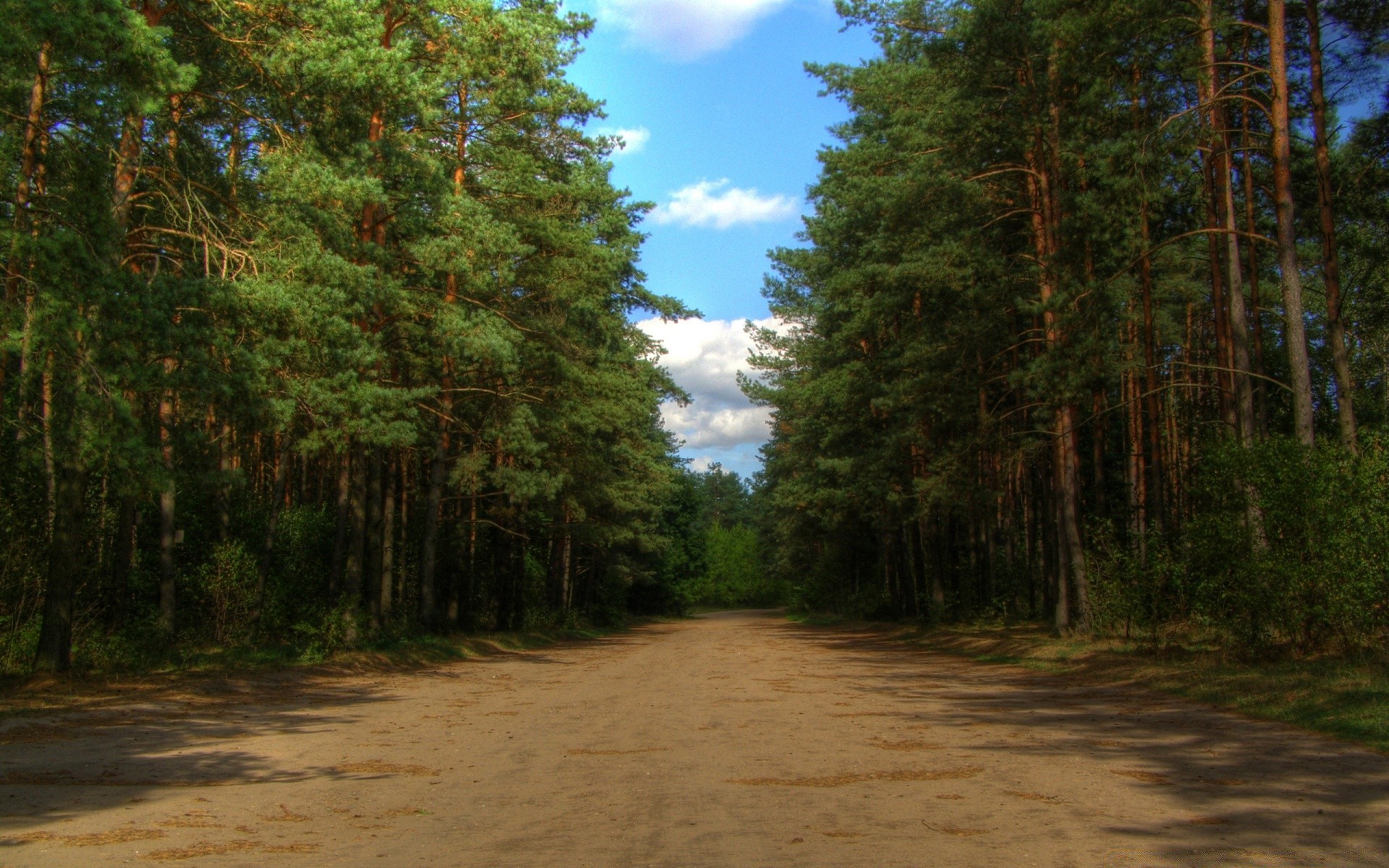 wald holz holz natur landschaft im freien blatt herbst gutes wetter straße umwelt park sommer reisen landschaftlich tageslicht sonne himmel dämmerung