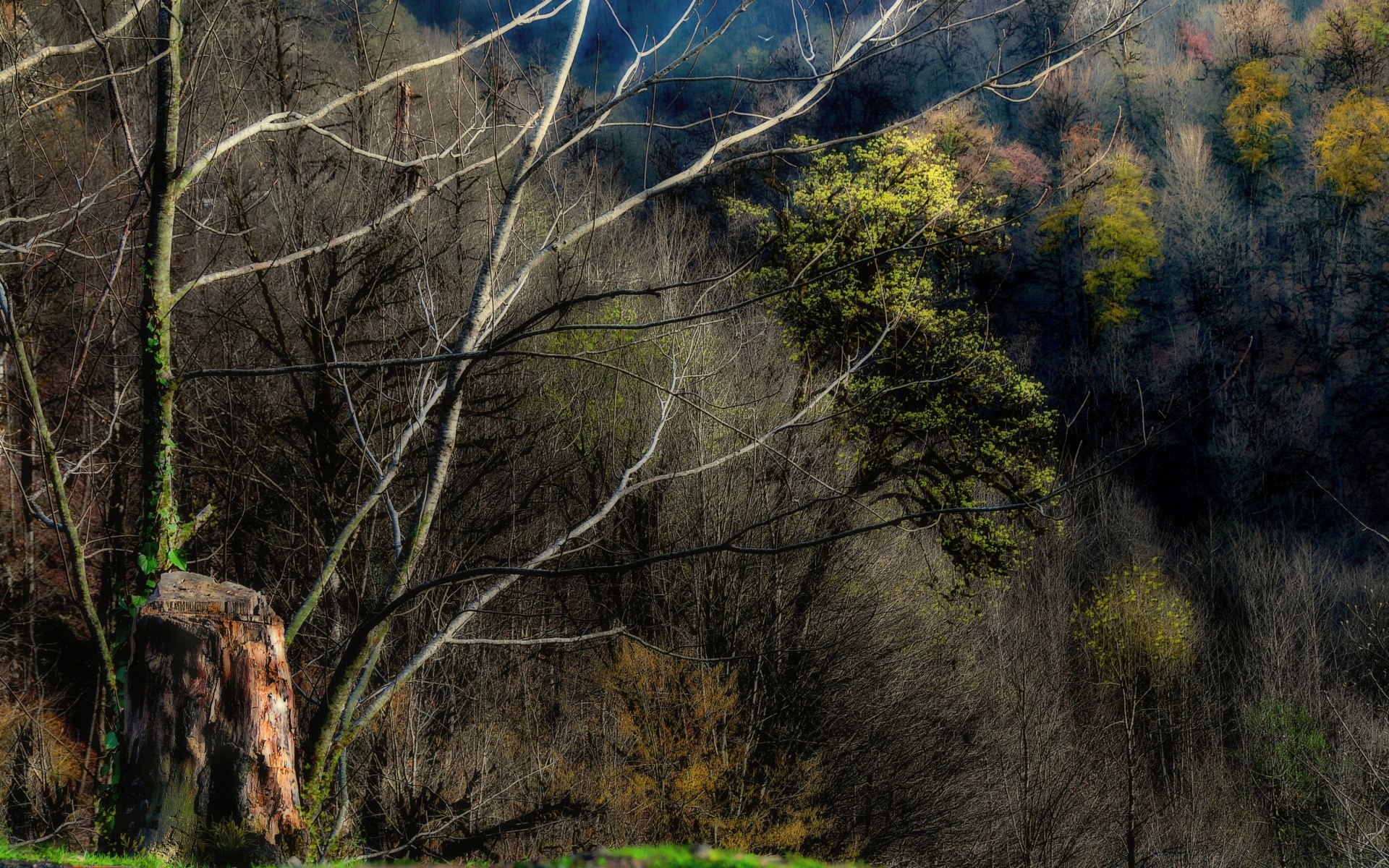 forest wood landscape tree nature fall outdoors leaf dawn park mountain environment travel light rock fog flora scenic desktop