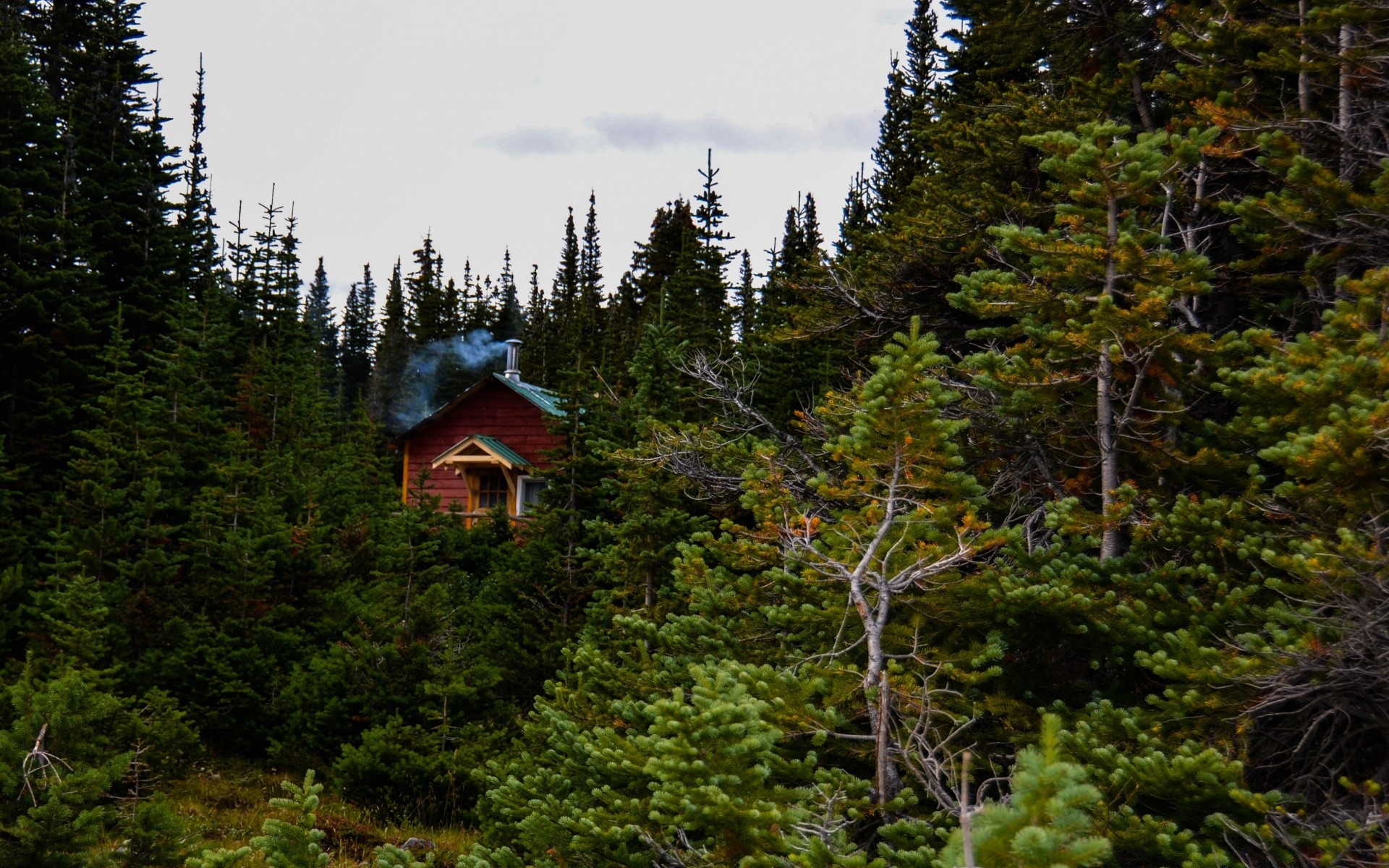 forest wood outdoors nature tree travel house evergreen landscape mountain scenic conifer summer daylight fall