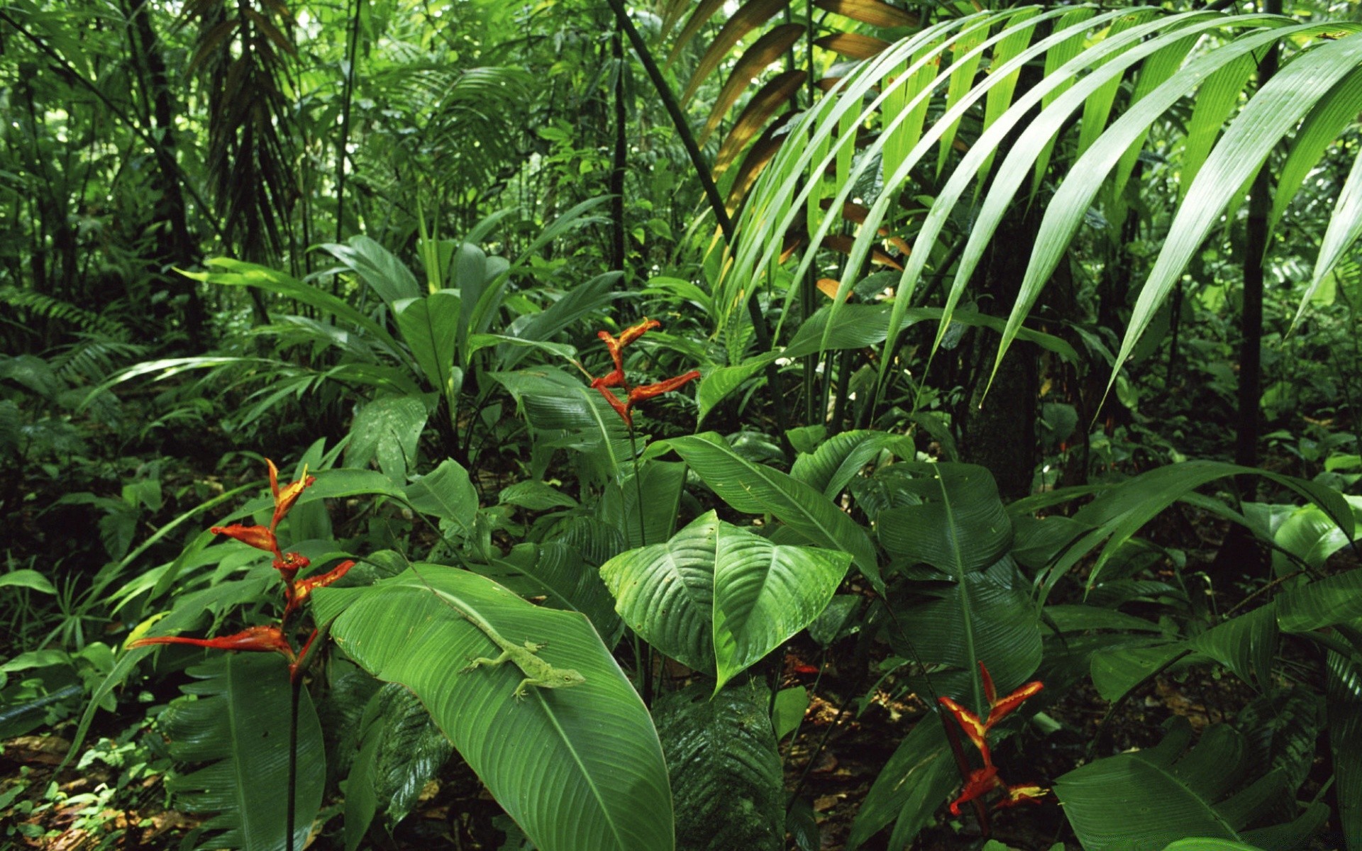 bosque hoja flora jardín crecimiento naturaleza madera tropical medio ambiente árbol selva tropical selva verano exuberante agricultura al aire libre arbusto botánico flor parque