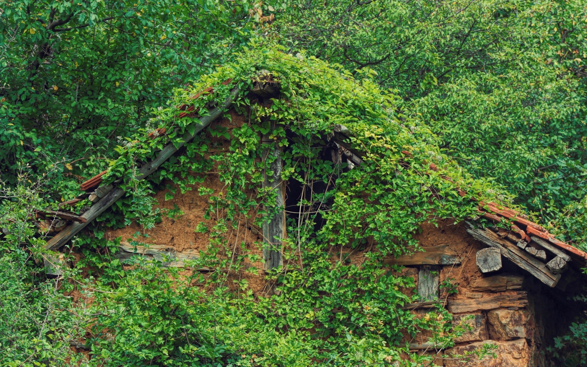 drewno leśne natura liść drzewo flora lato na zewnątrz bluszcz drewniane podróże krajobraz dom przerośnięty wzrost stary kamień gospodarstwo ogród wiejski