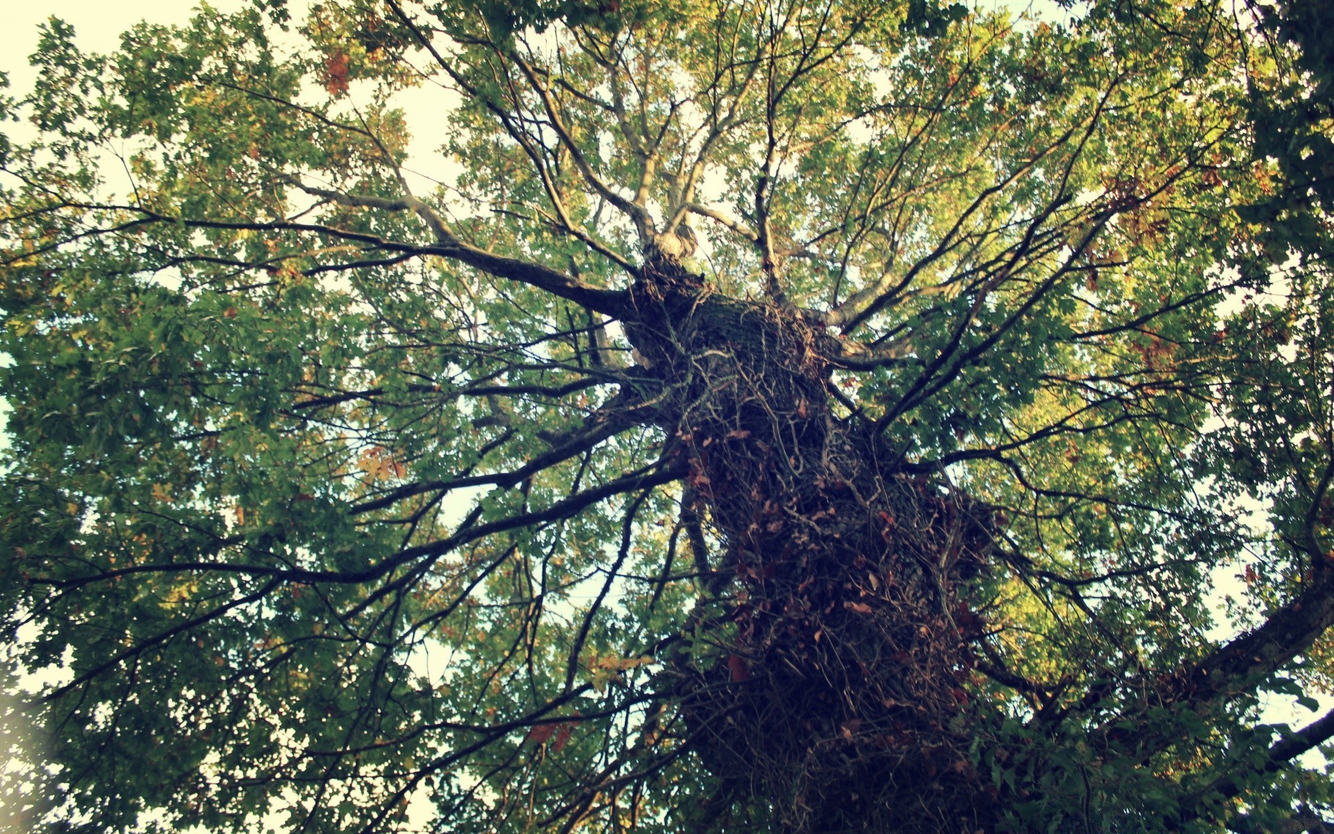 bosque árbol paisaje madera naturaleza rama hoja flora medio ambiente buen tiempo temporada al aire libre crecimiento sol parque tronco escénico otoño corteza verano