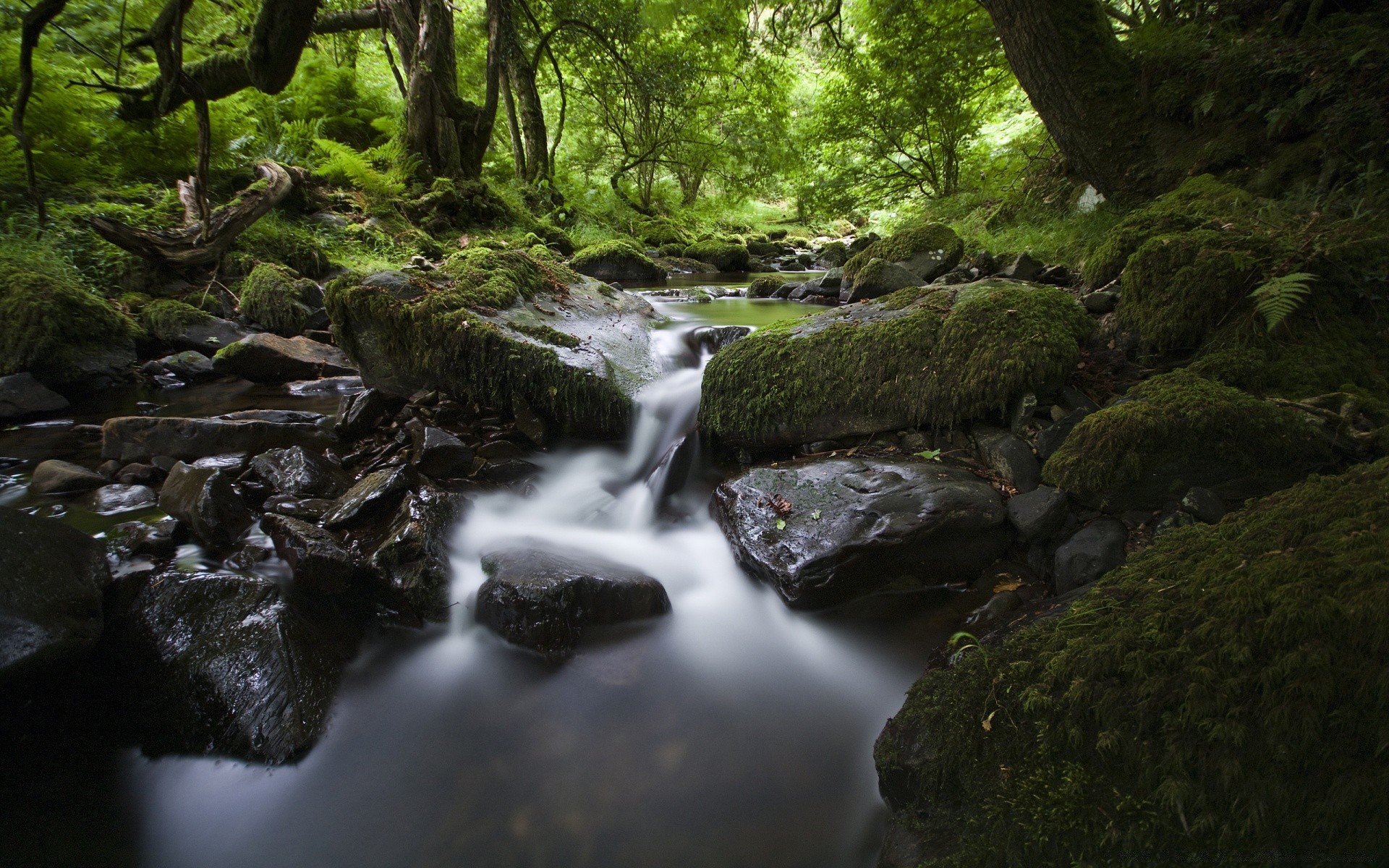 bosque agua cascada río corriente musgo creek cascada madera roca movimiento otoño paisaje naturaleza corriente parque árbol fotografía hoja viajes