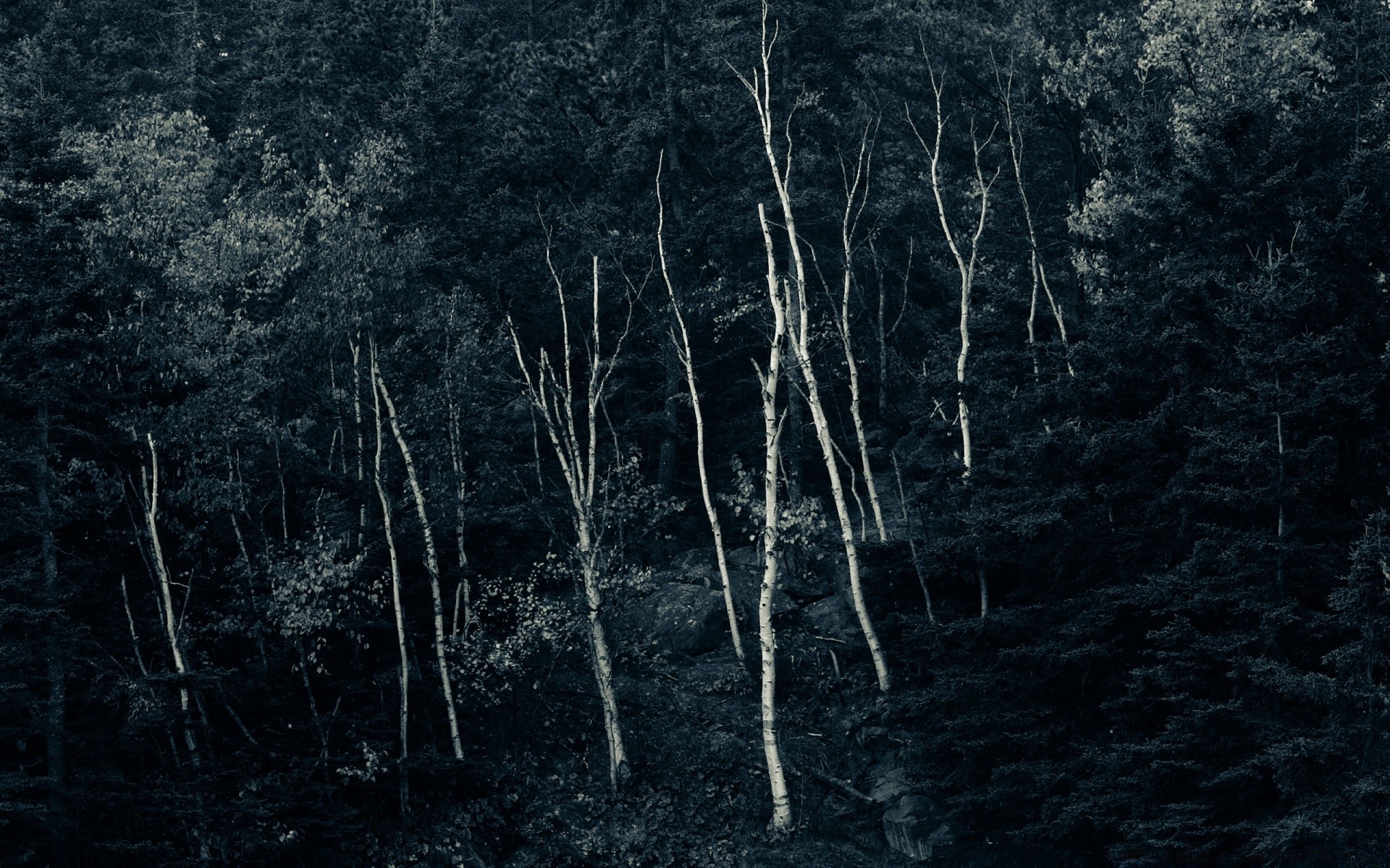 forêt bois bureau bois sombre paysage nature texture feuille