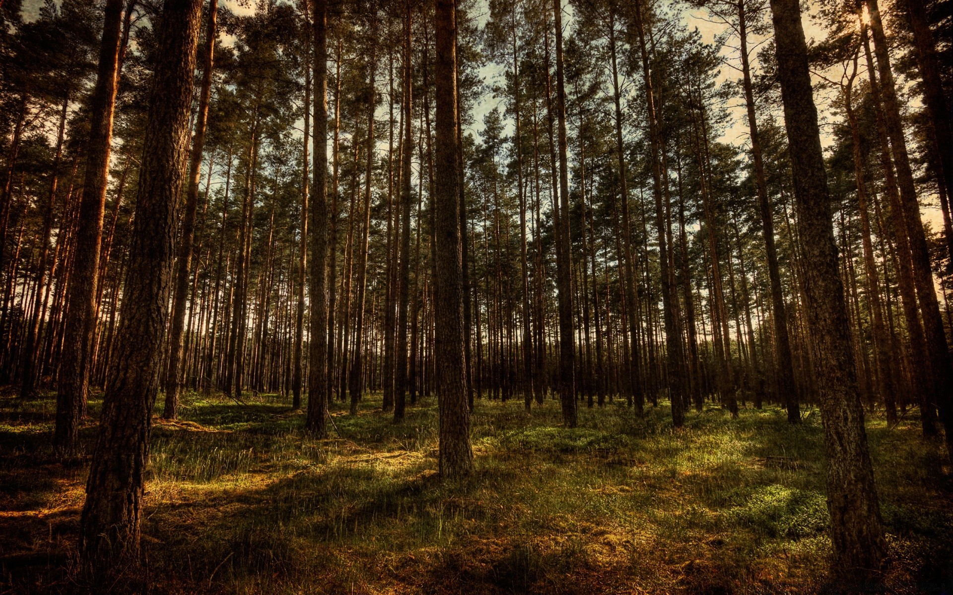 foresta legno albero paesaggio natura conifere pino parco foglia bel tempo ambiente luce sole evergreen nebbia nebbia all aperto scenico alba autunno